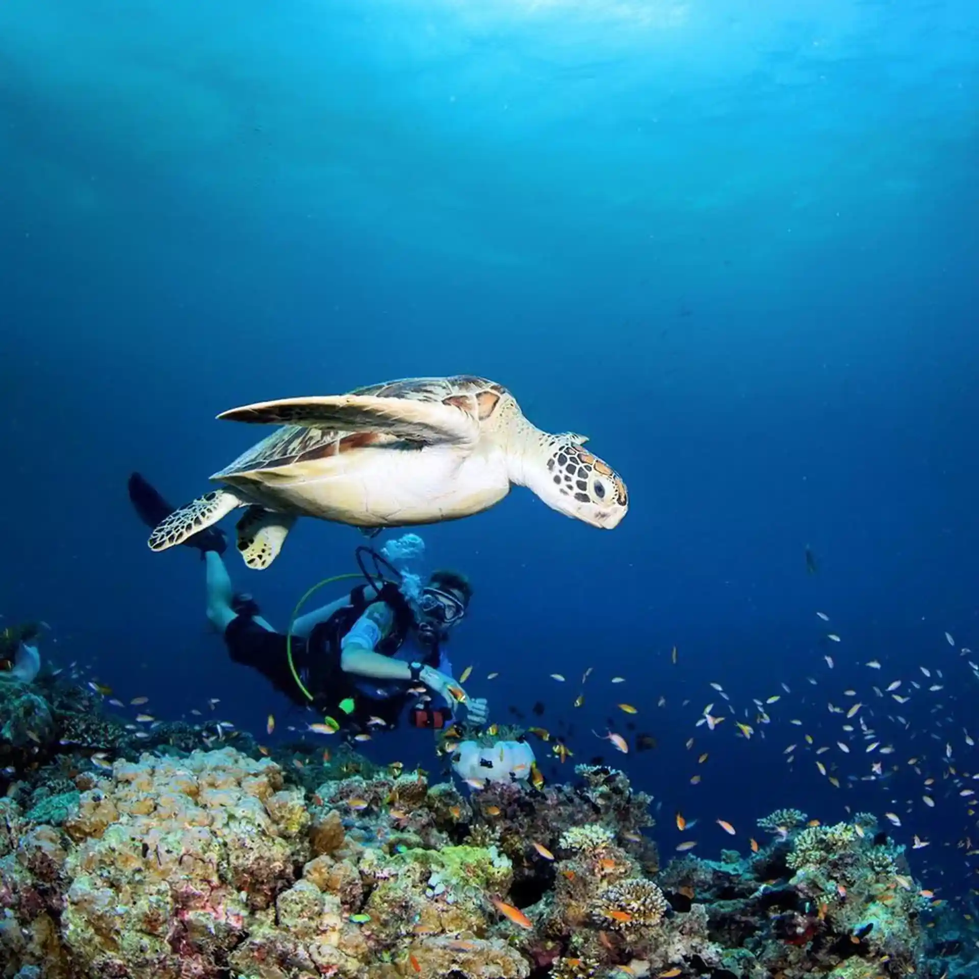 Diving in TRACC