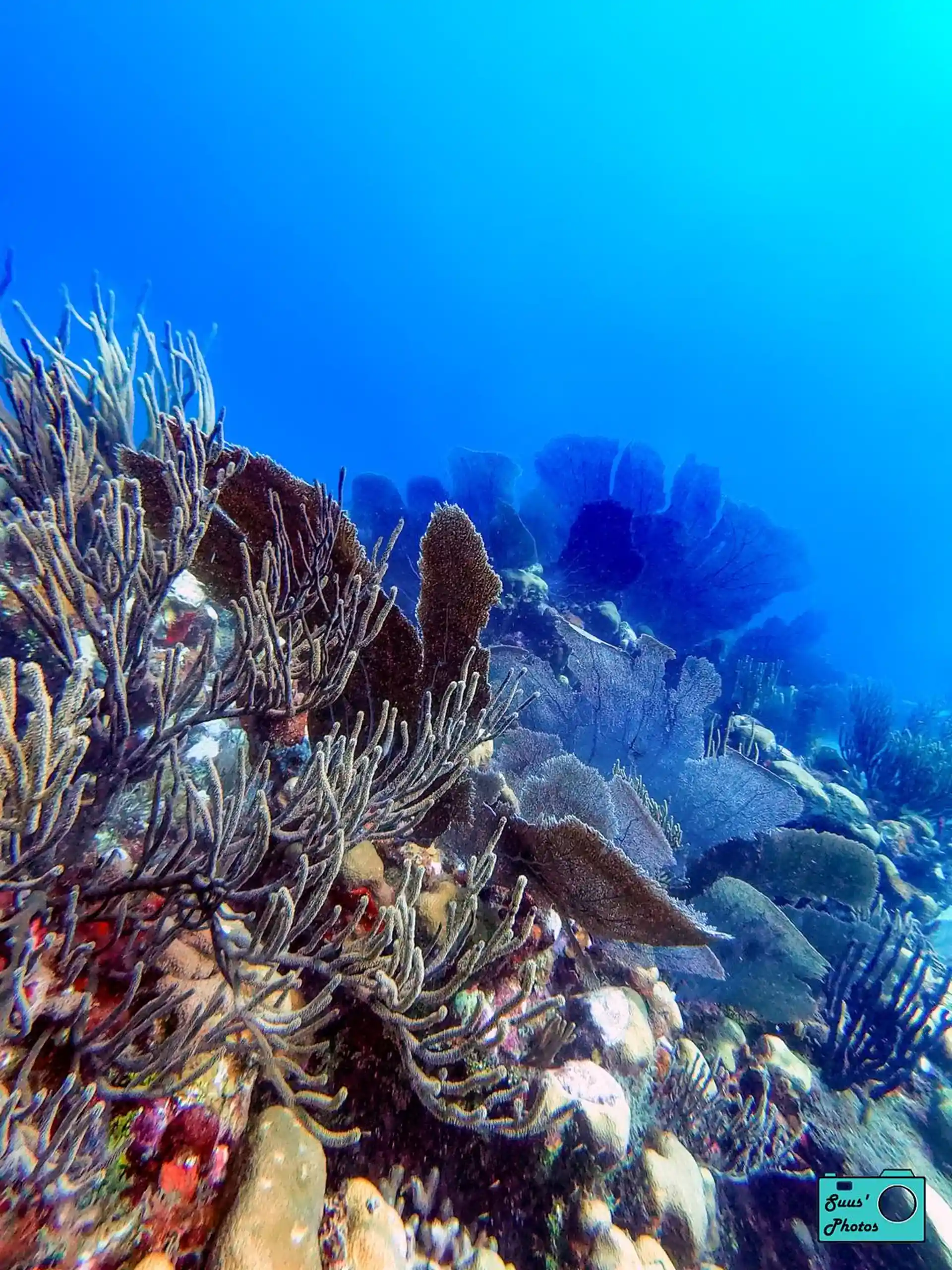 Dive site photo