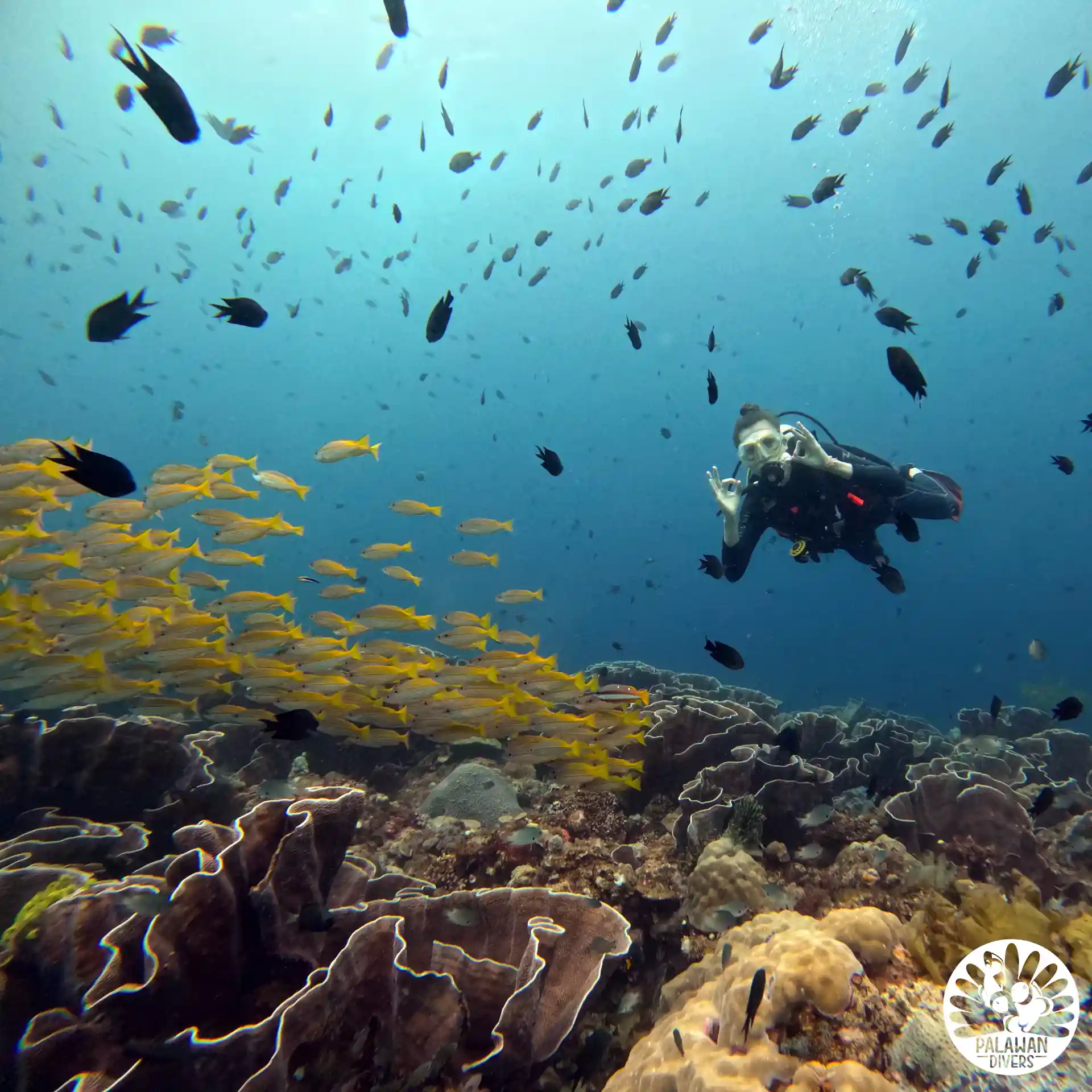 Yellow Snapper encounter on our South Miniloc Dive site in El nido, Palawan
