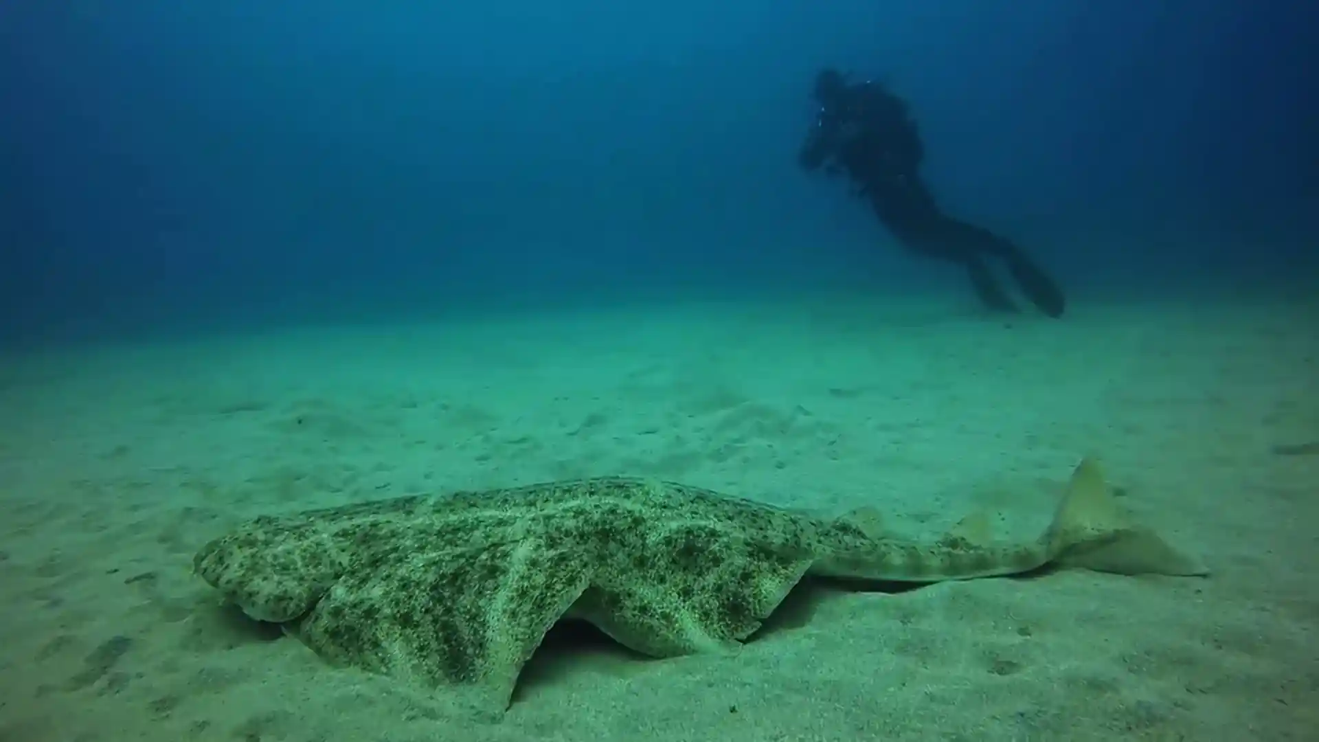 The endangered Angel Sharks, Lanzarote being one of the only places you can see this beautiful shark