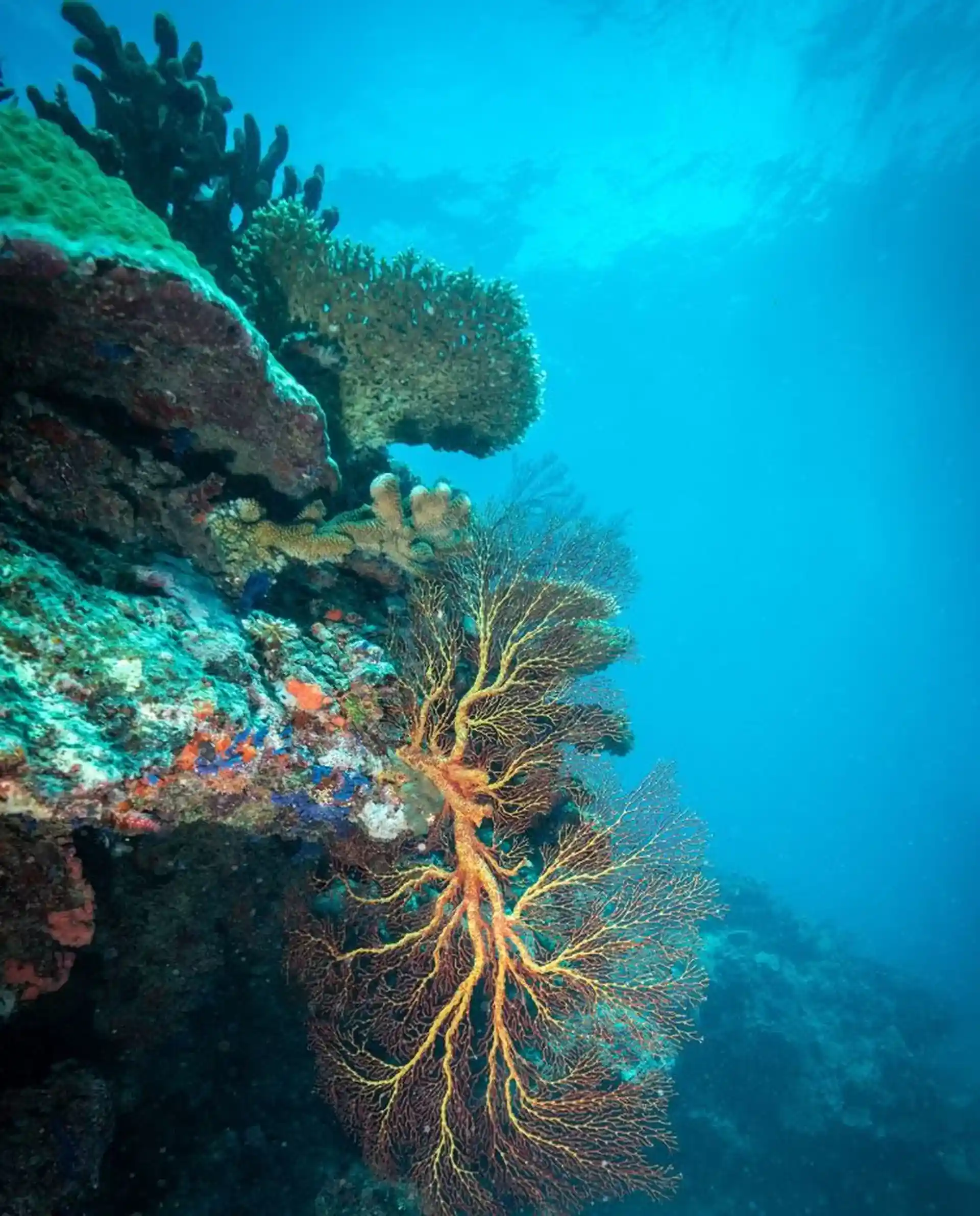 Dive shop photo