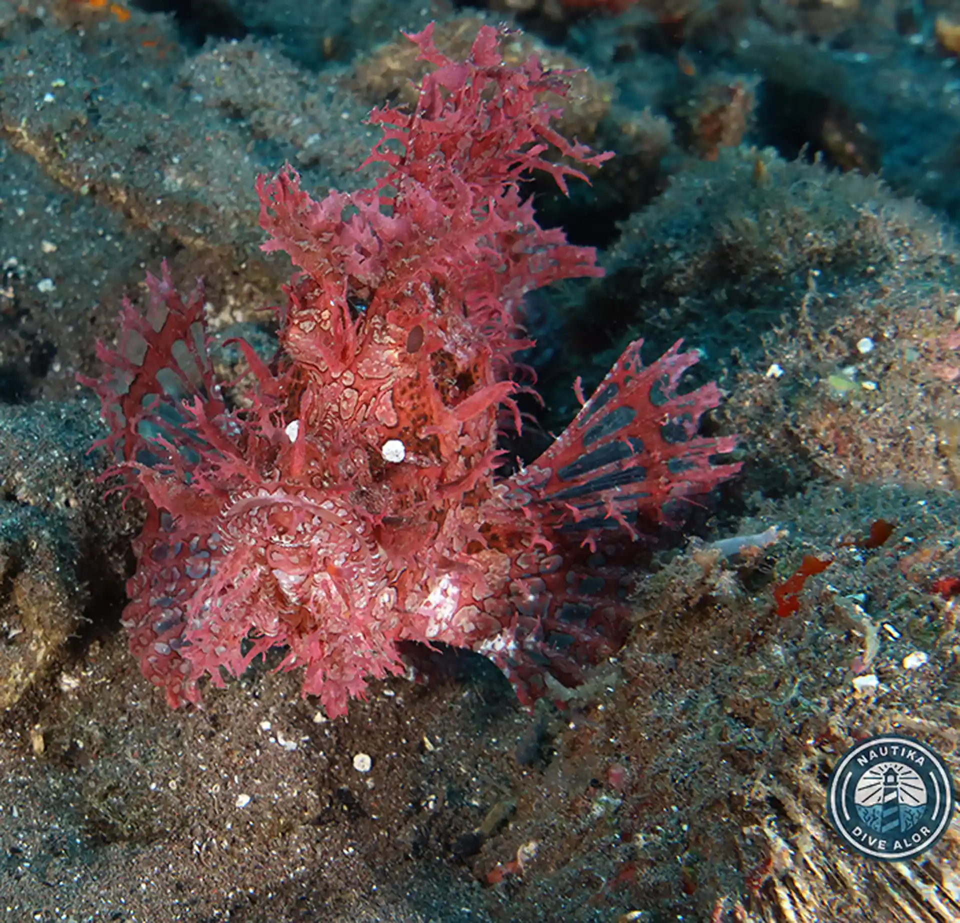 Dive site photo