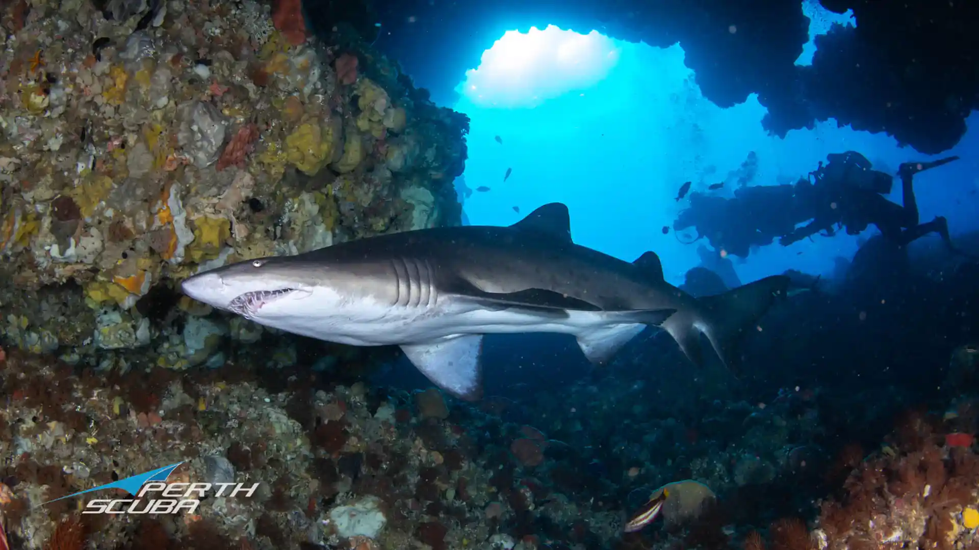 Grey nurse shark at Rottnest Island Western Australia