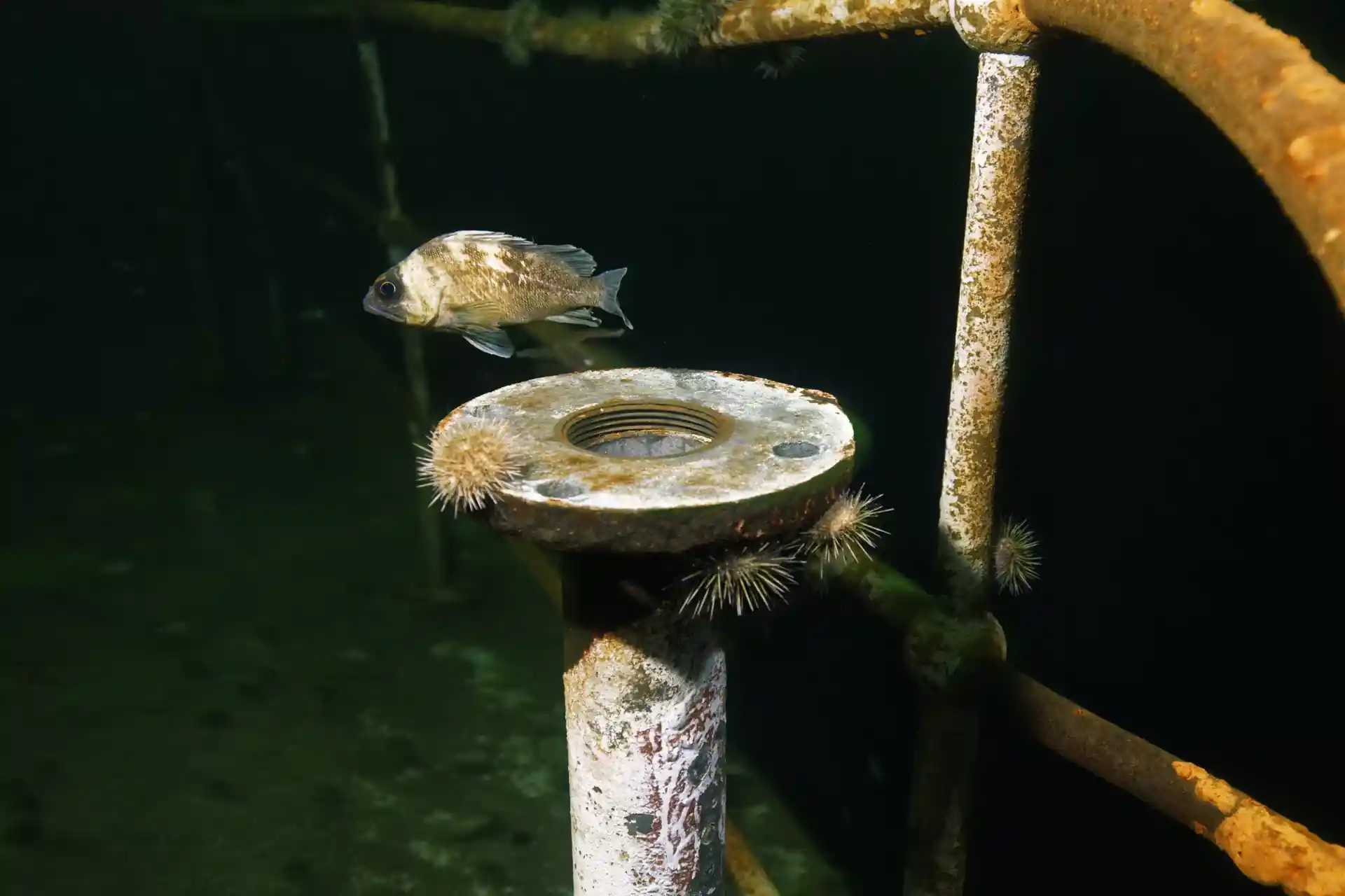 ダイビングサイトの写真