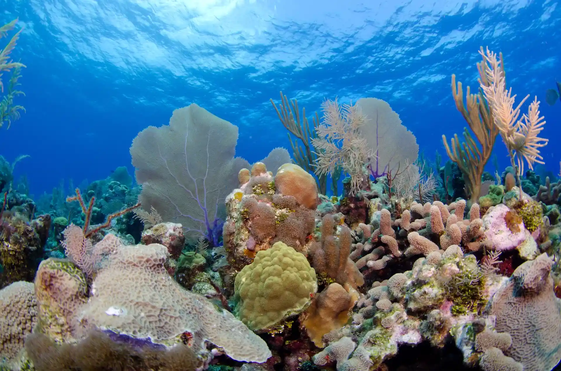 Dive site photo