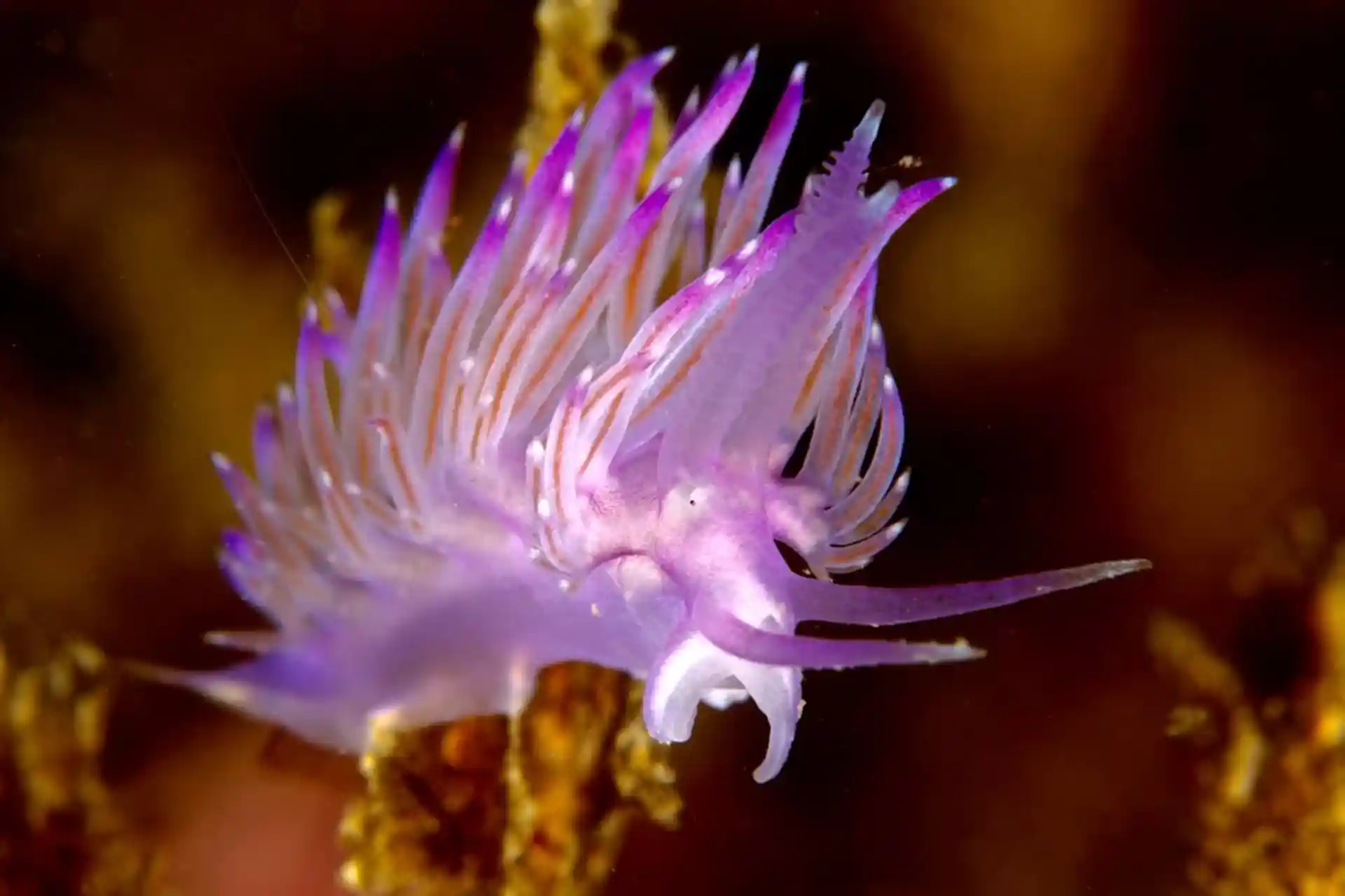 Nudibranch.