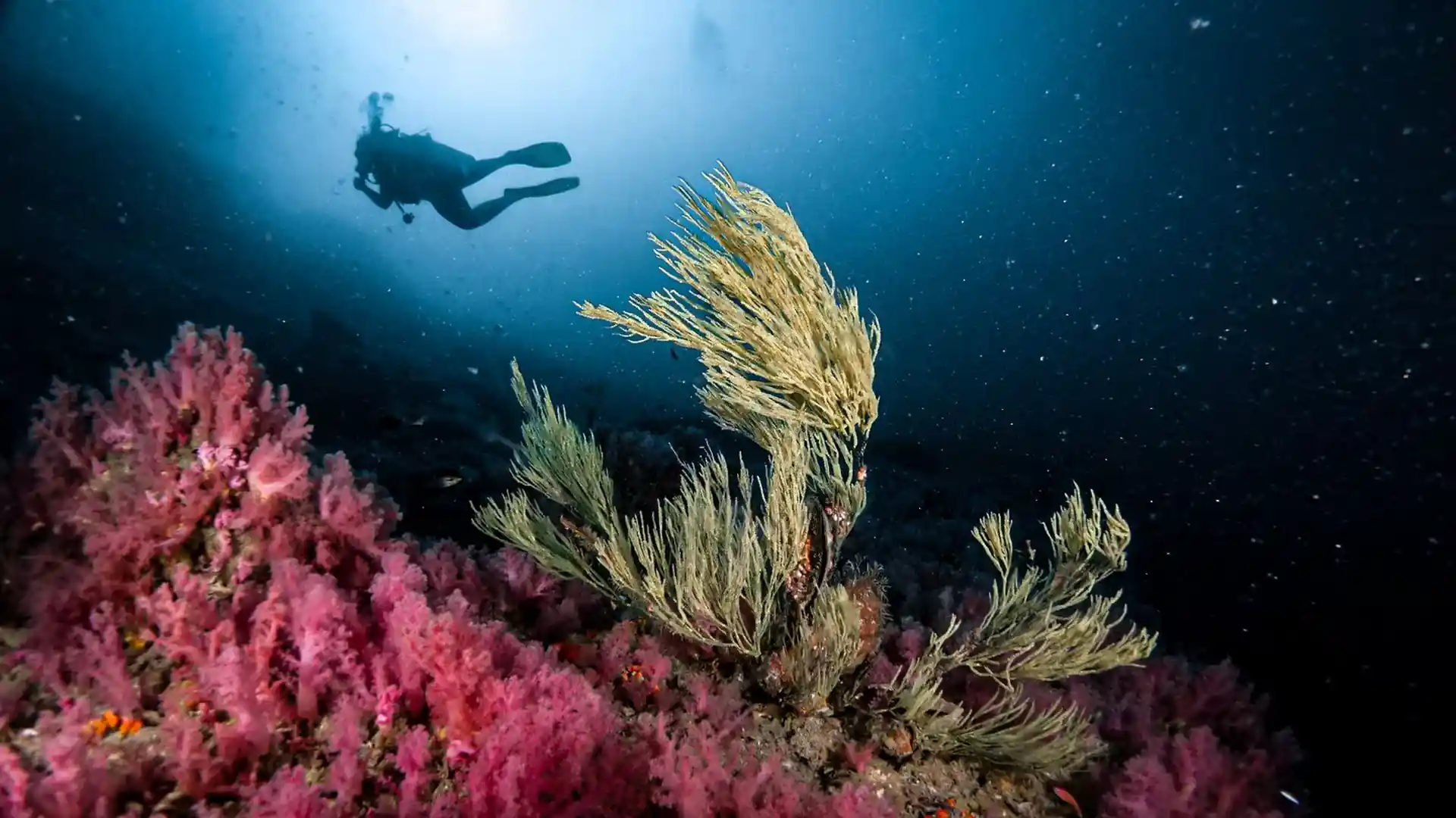 Dive site photo