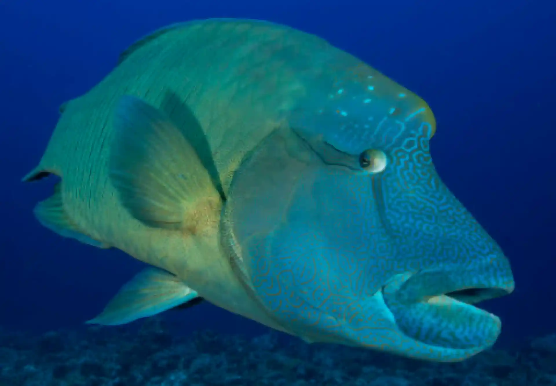 ダイビングサイトの写真