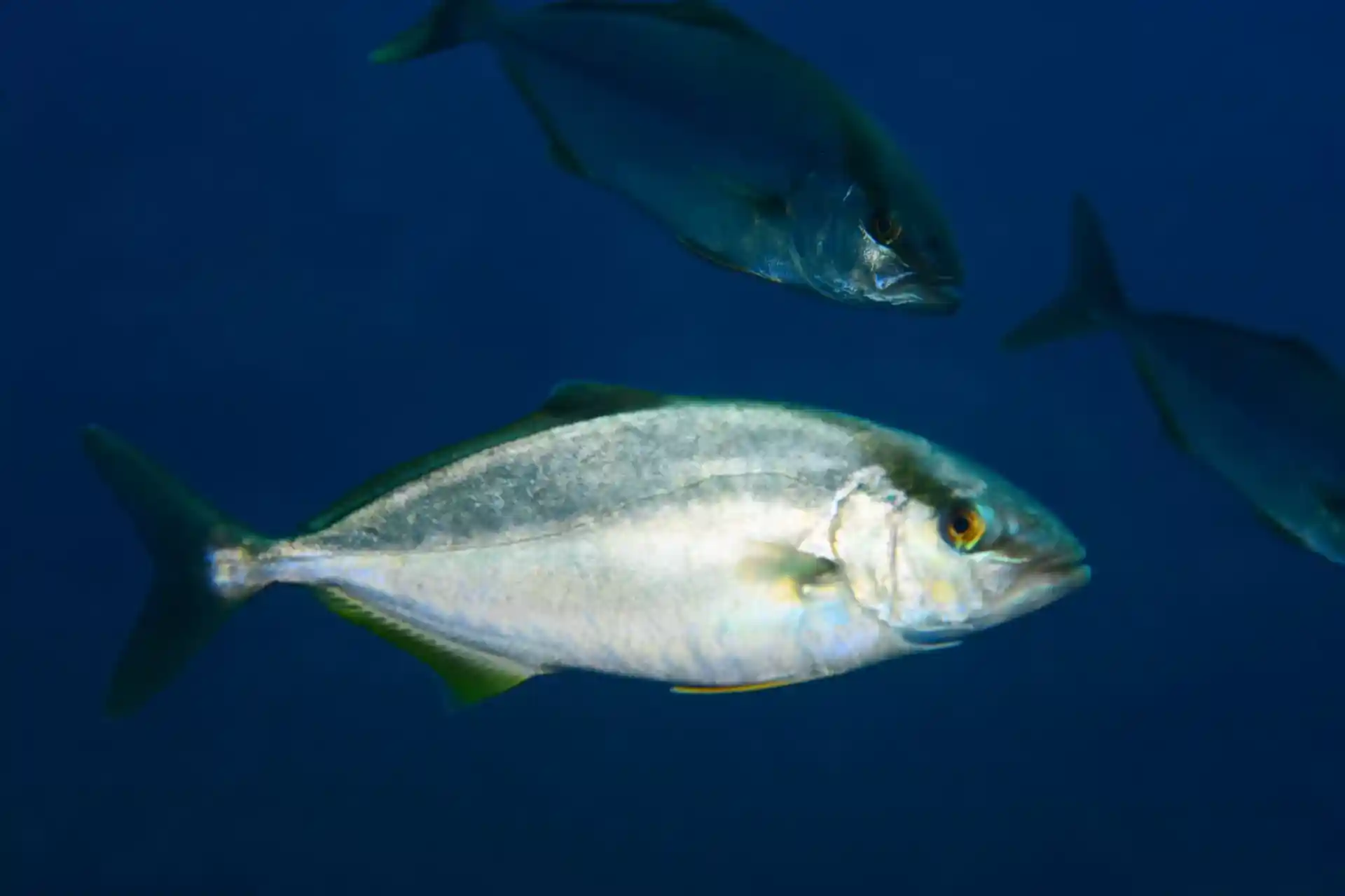 Dive site photo