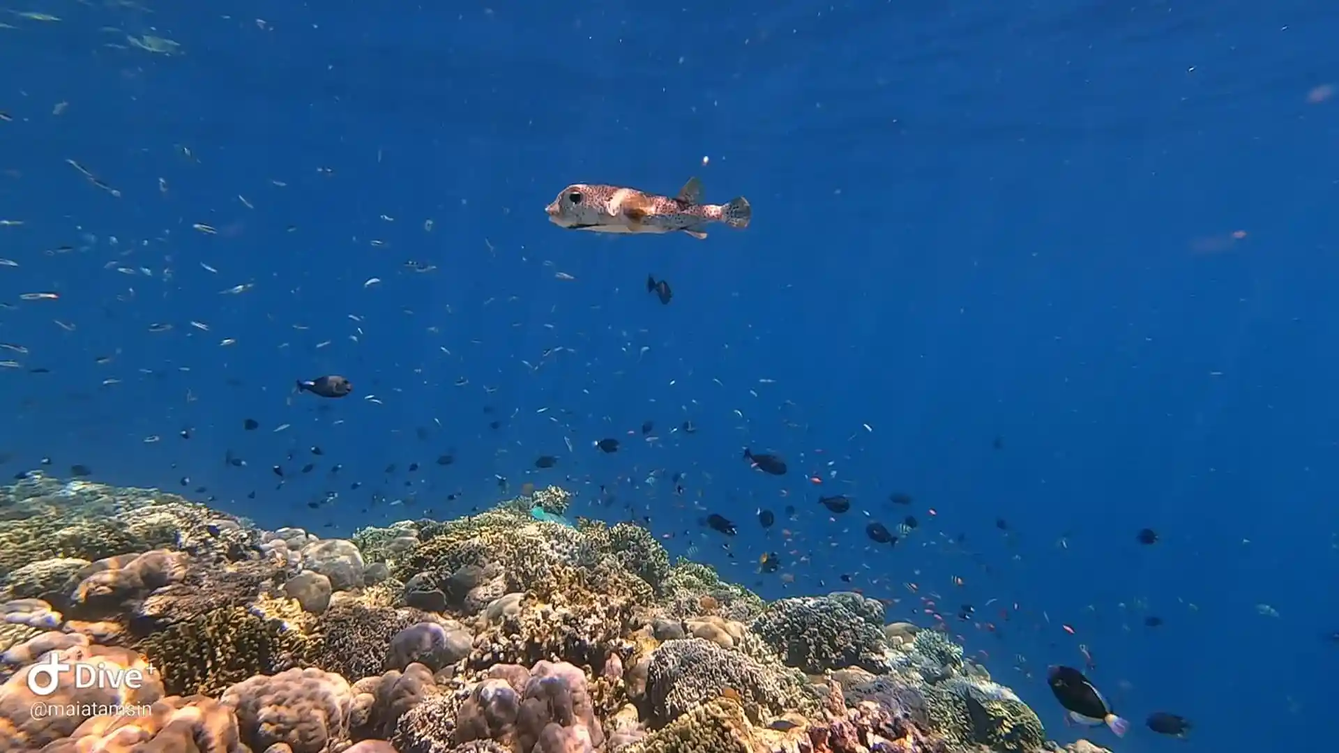 Dive site photo