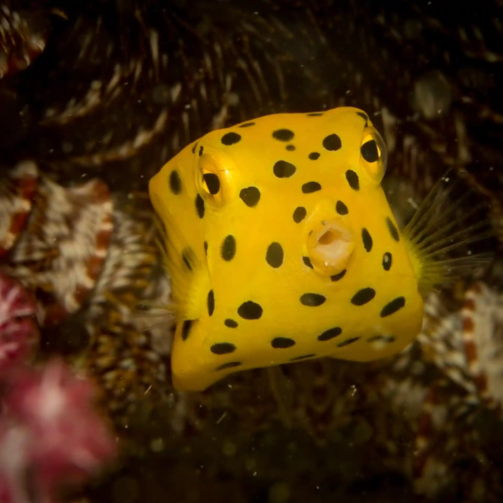 Yellow box fish! Our fave!