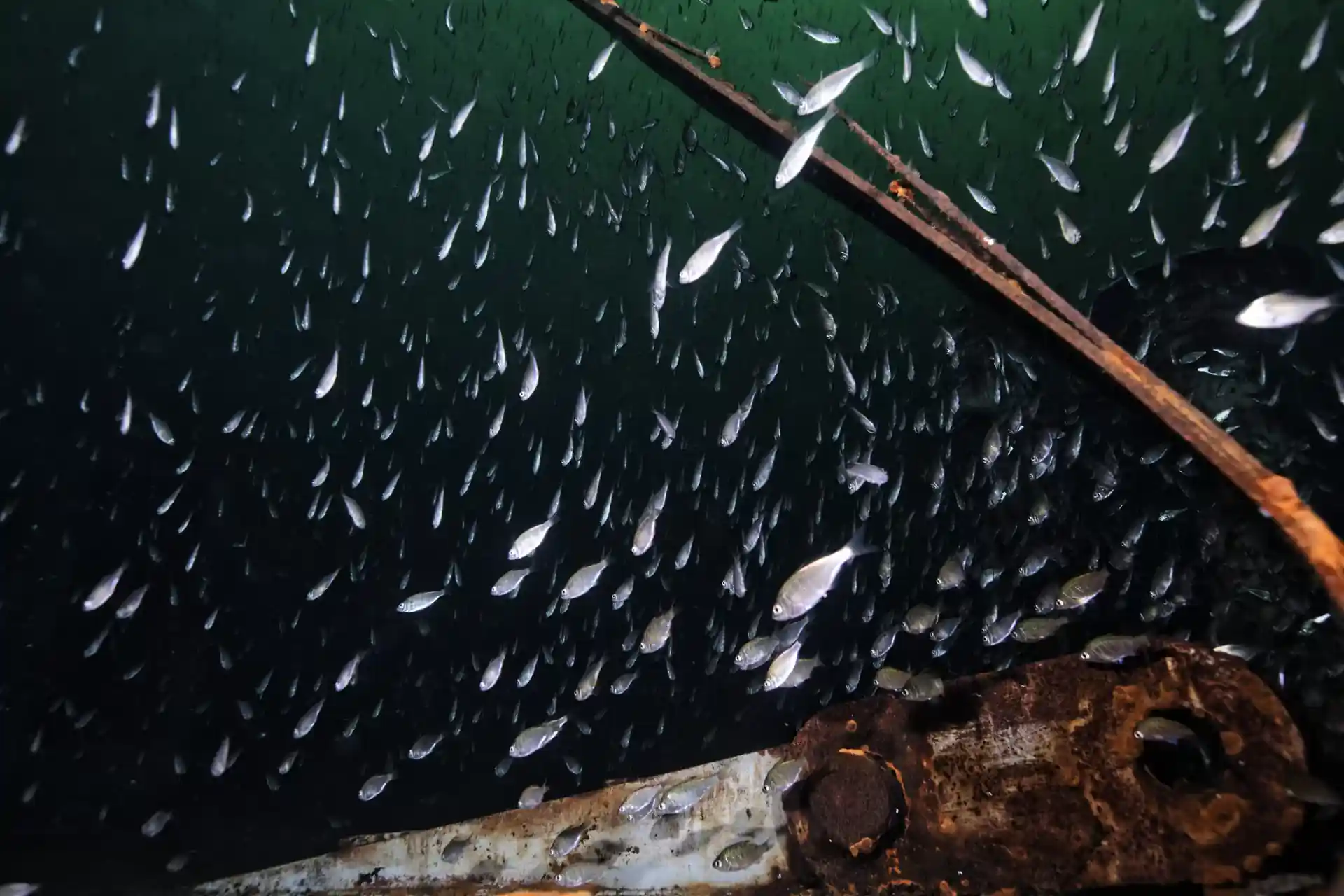 ダイビングサイトの写真