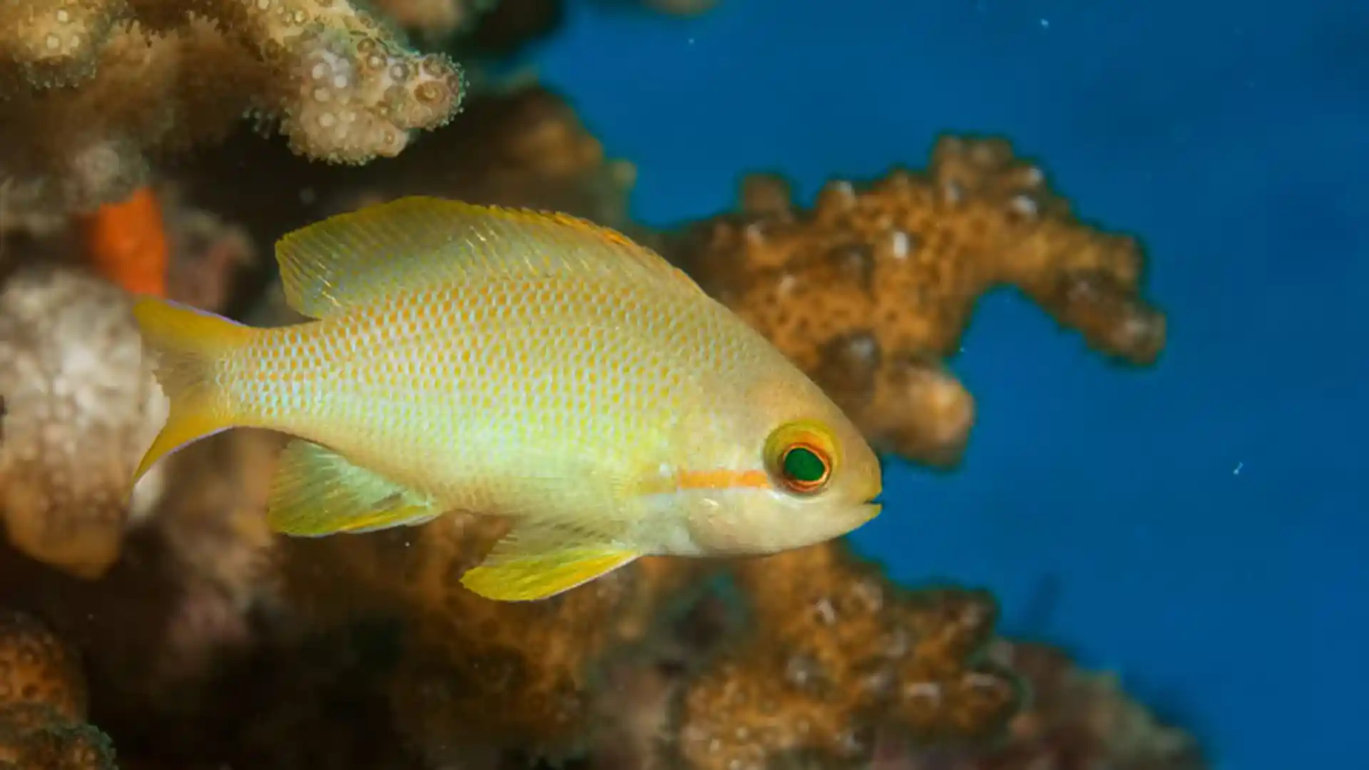 Foto del sitio de buceo