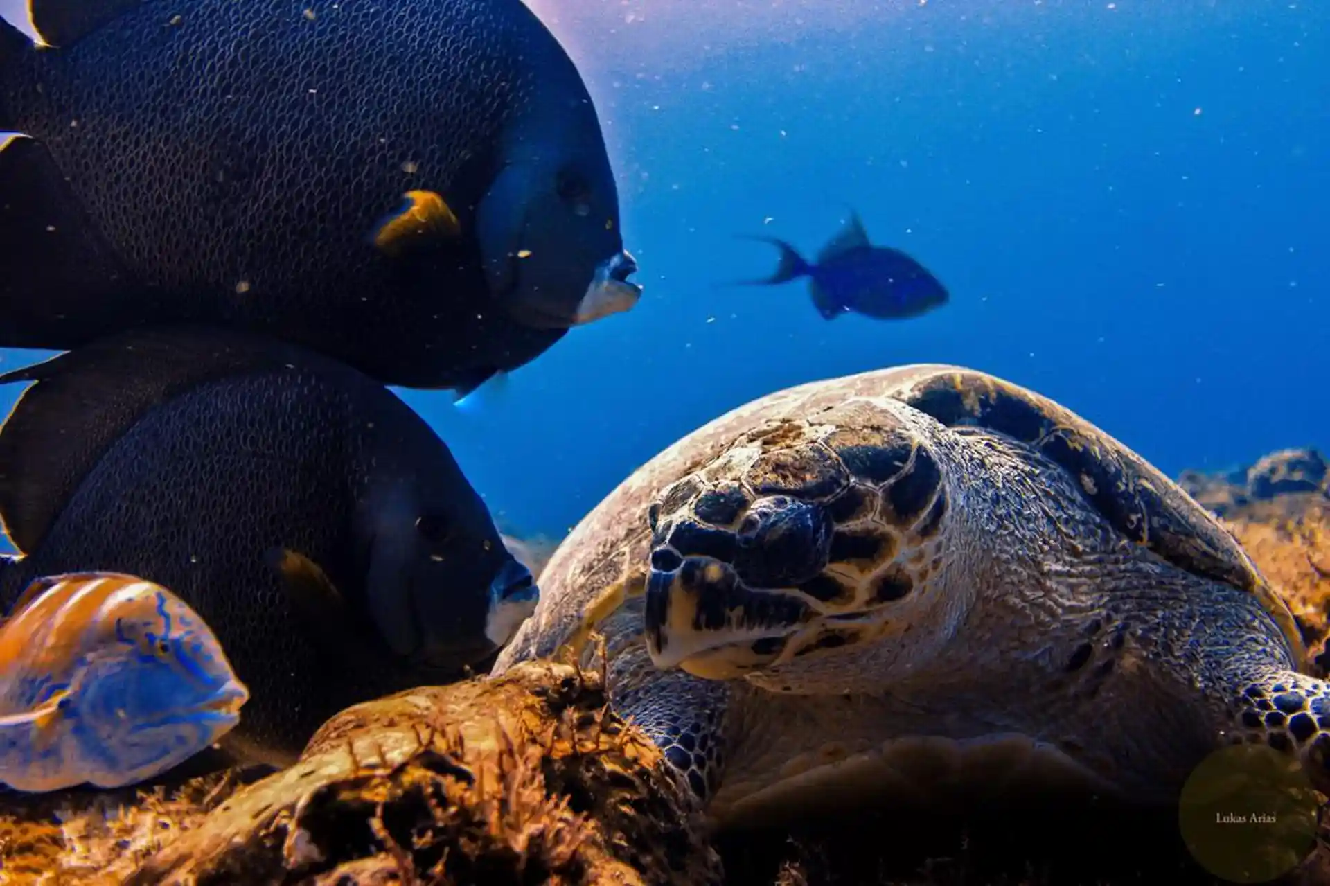 Dive shop photo