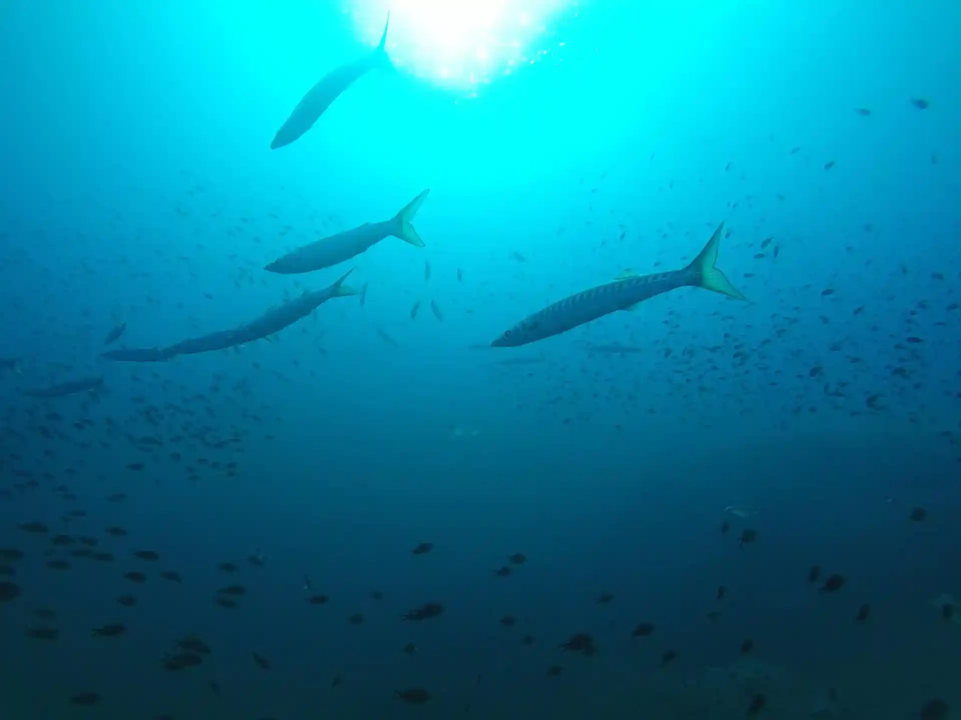 다이빙 포인트 사진