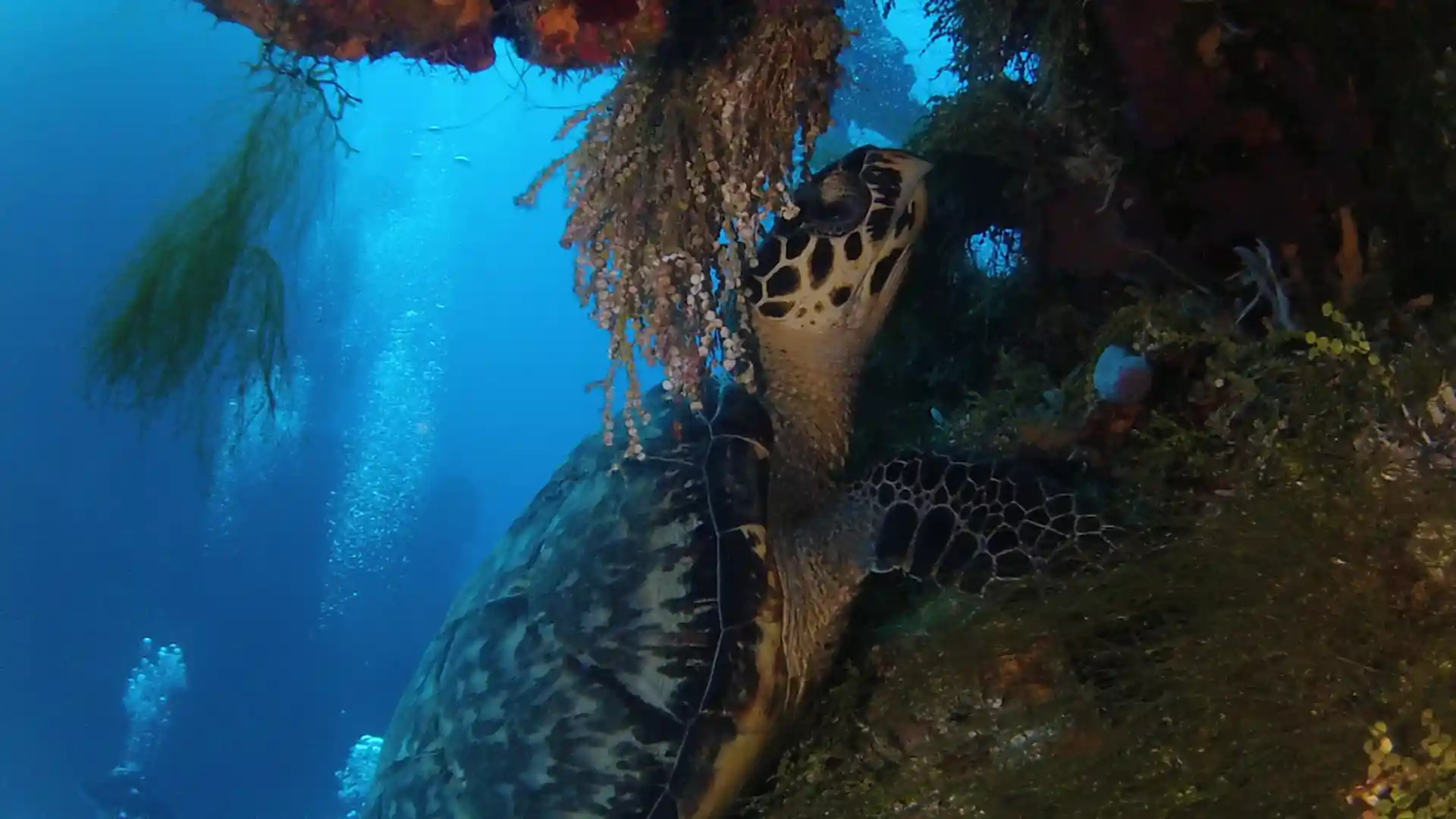 Foto de la tienda de buceo