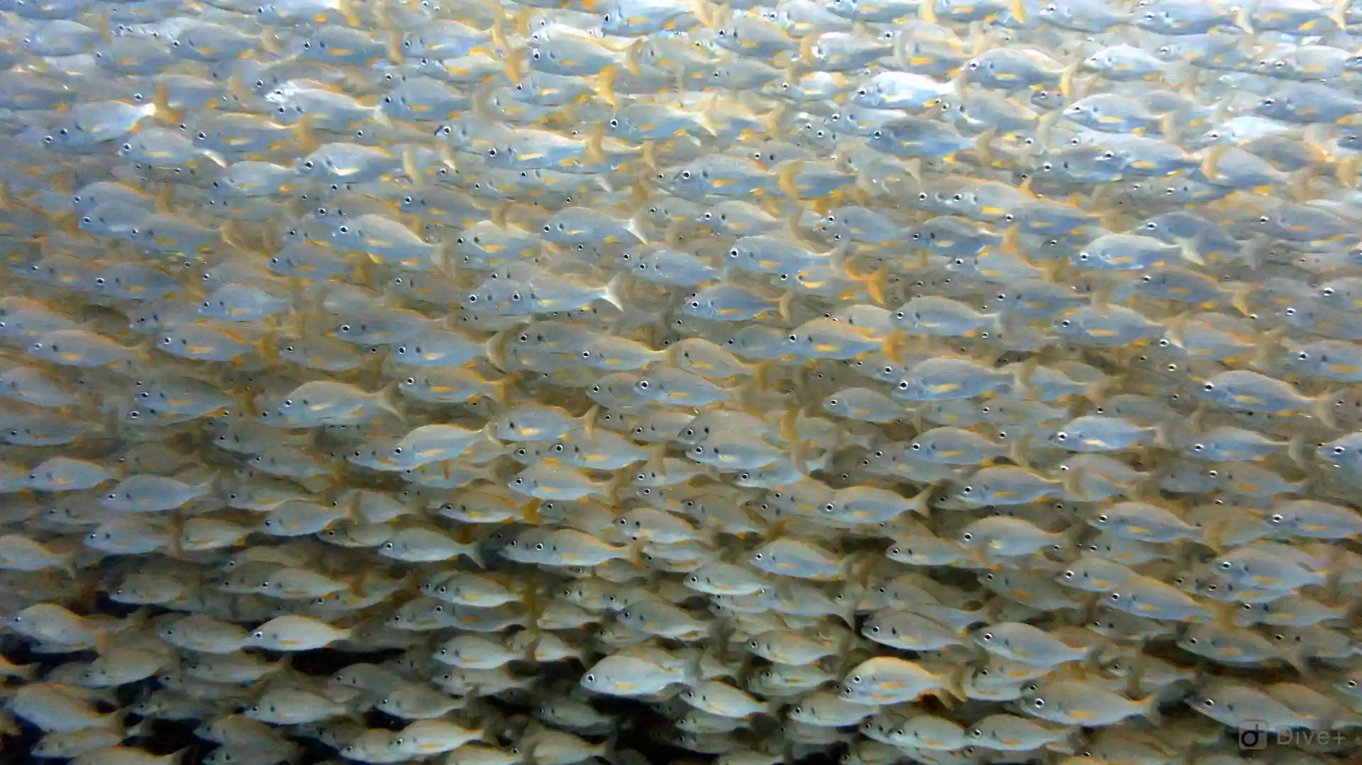 Dive site photo