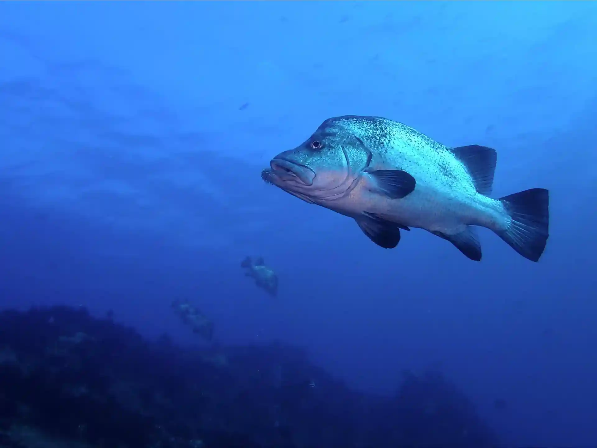 Dive site photo