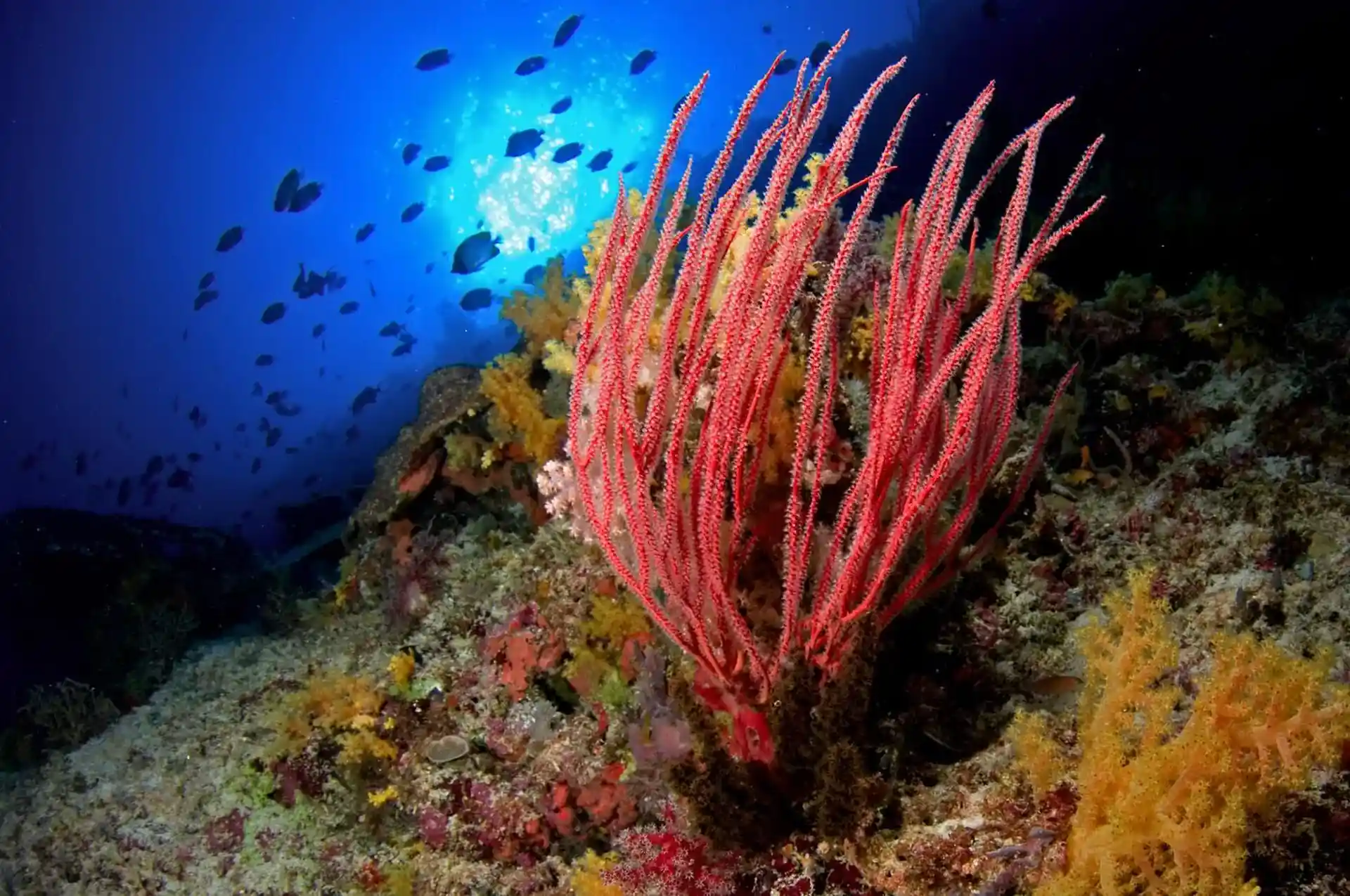 アクティビティ写真