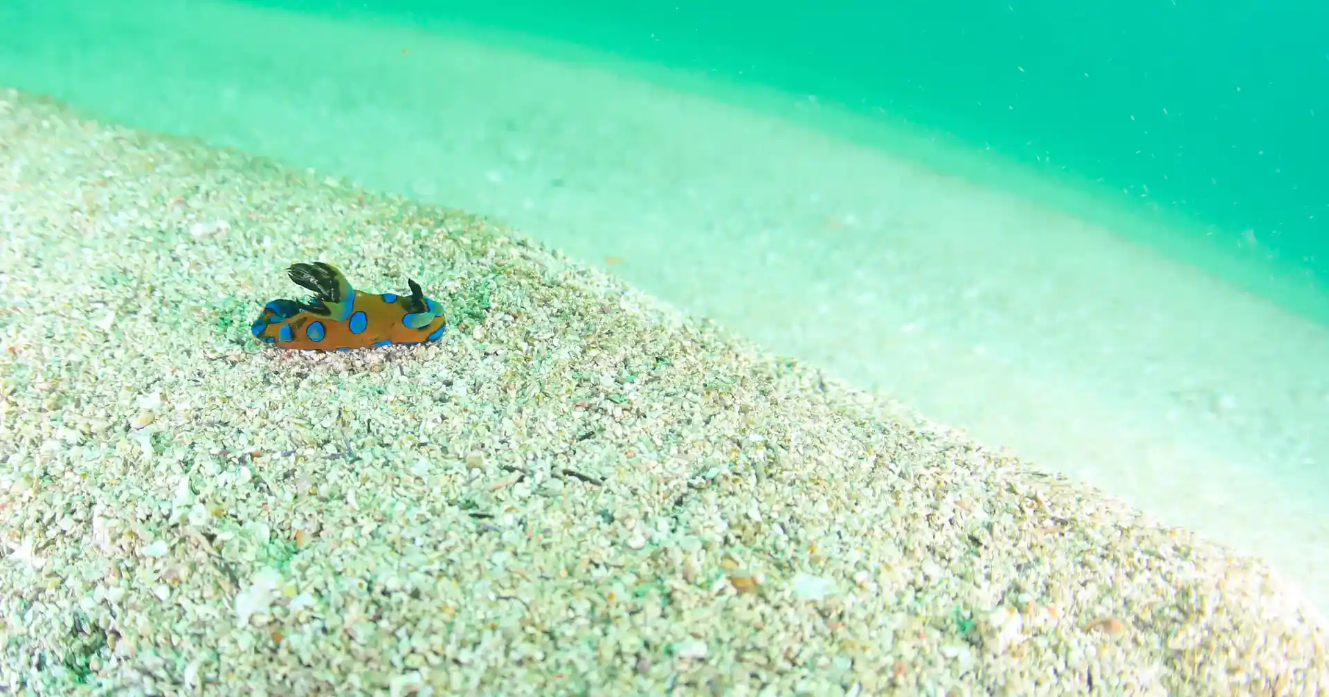 ダイビングサイトの写真