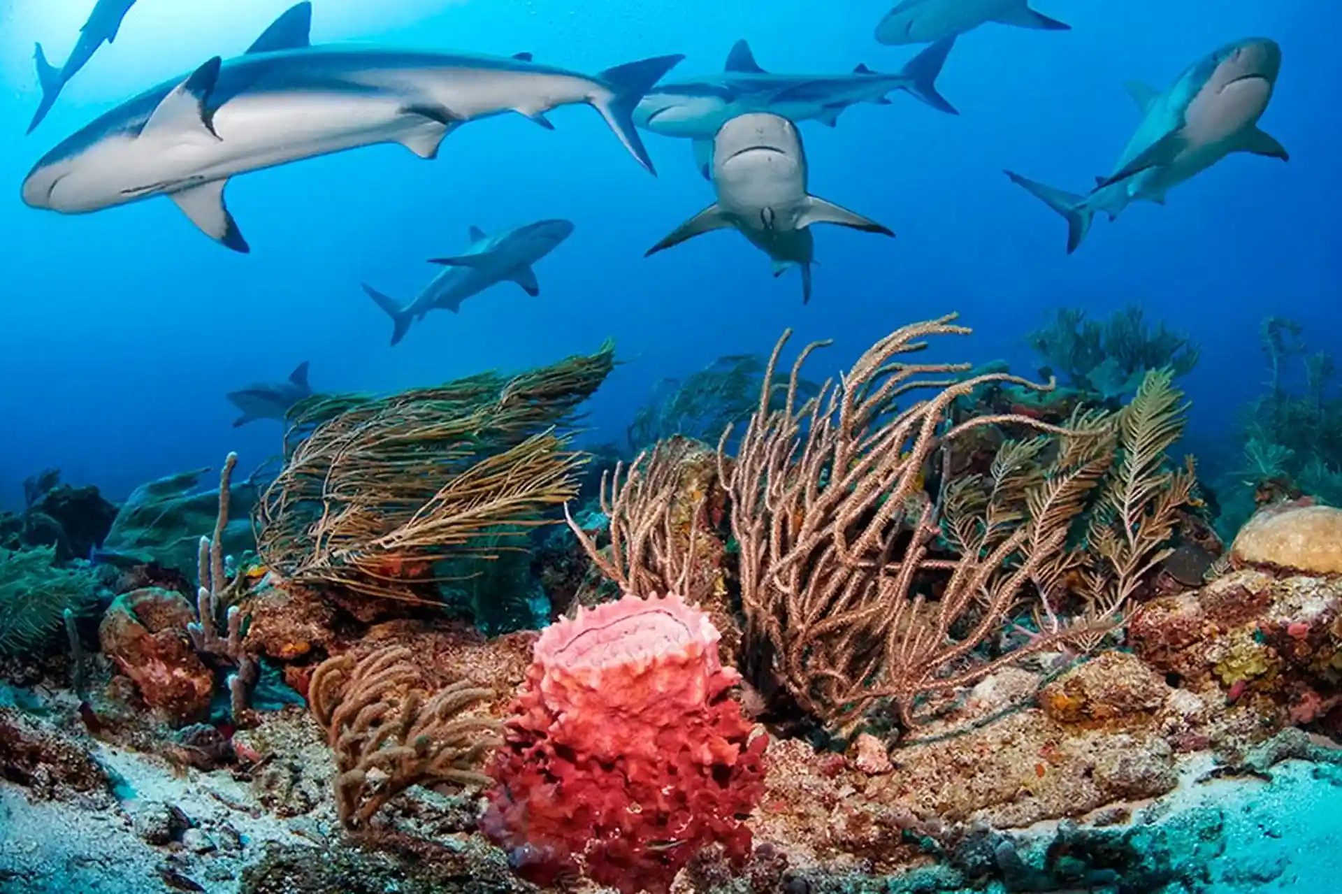 Dive shop photo