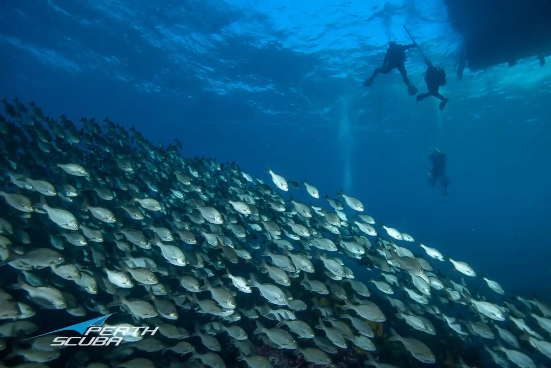 Open water sessions at Perth beaches and Rottnest Island