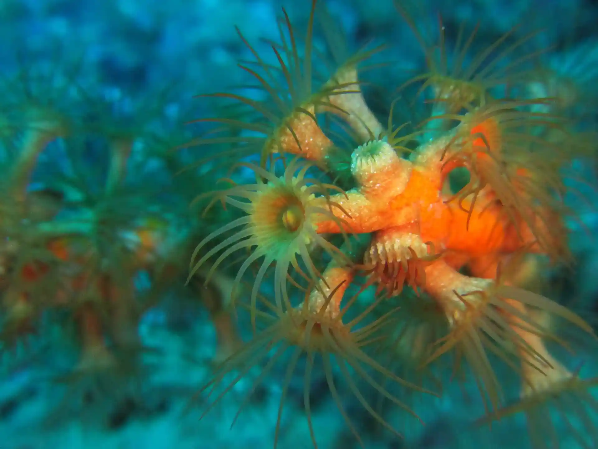 Dive site photo