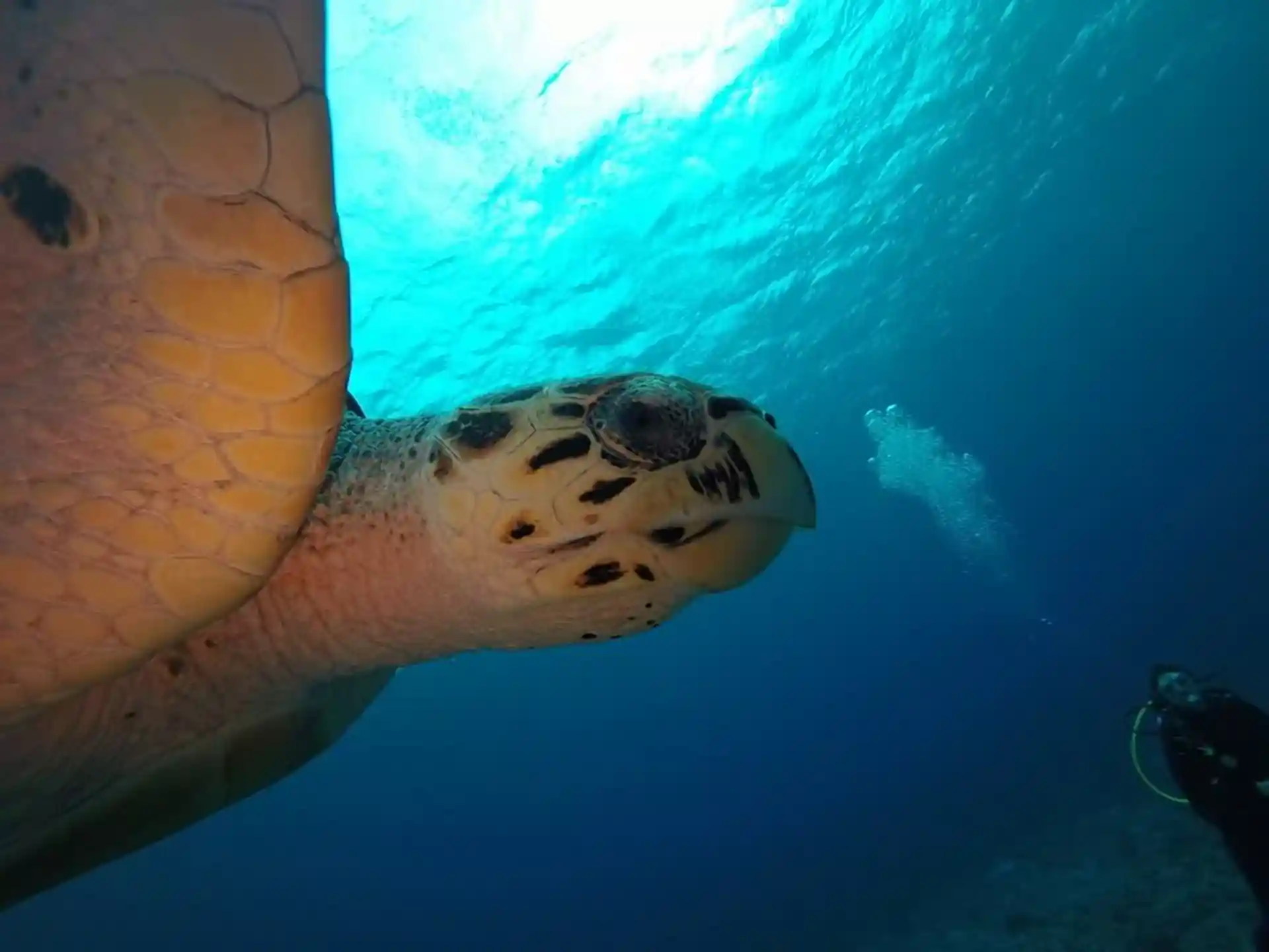 Dive shop photo