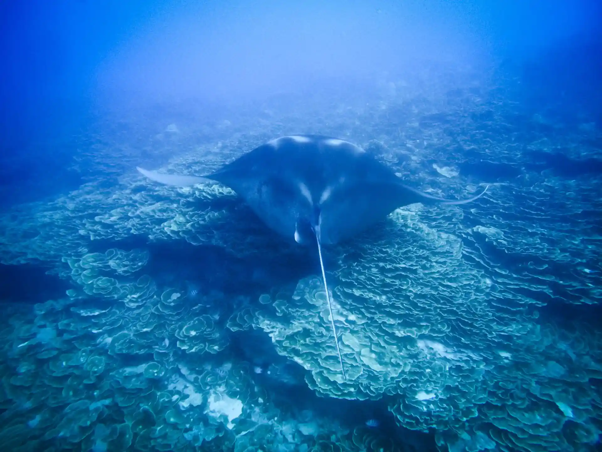 ダイビングサイトの写真