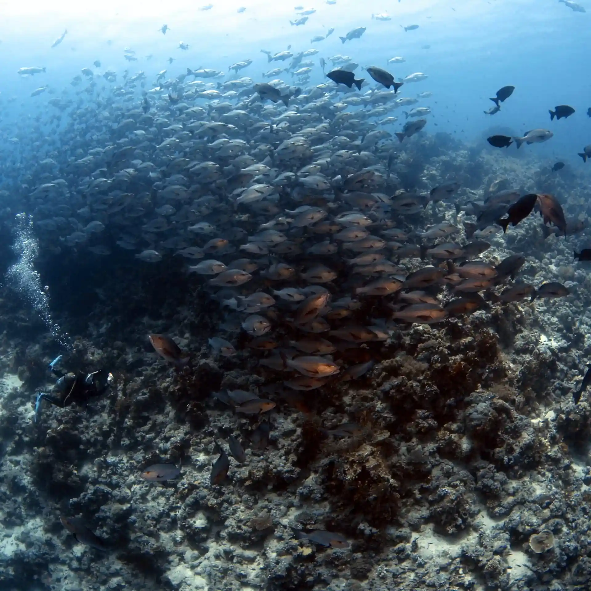 Dive shop photo
