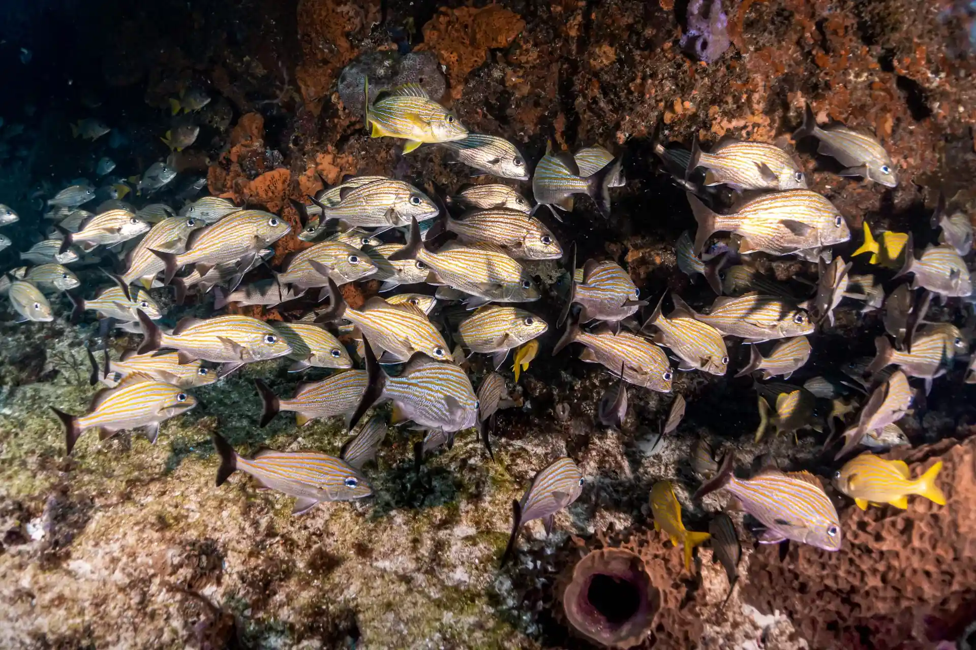 Foto del sitio de buceo