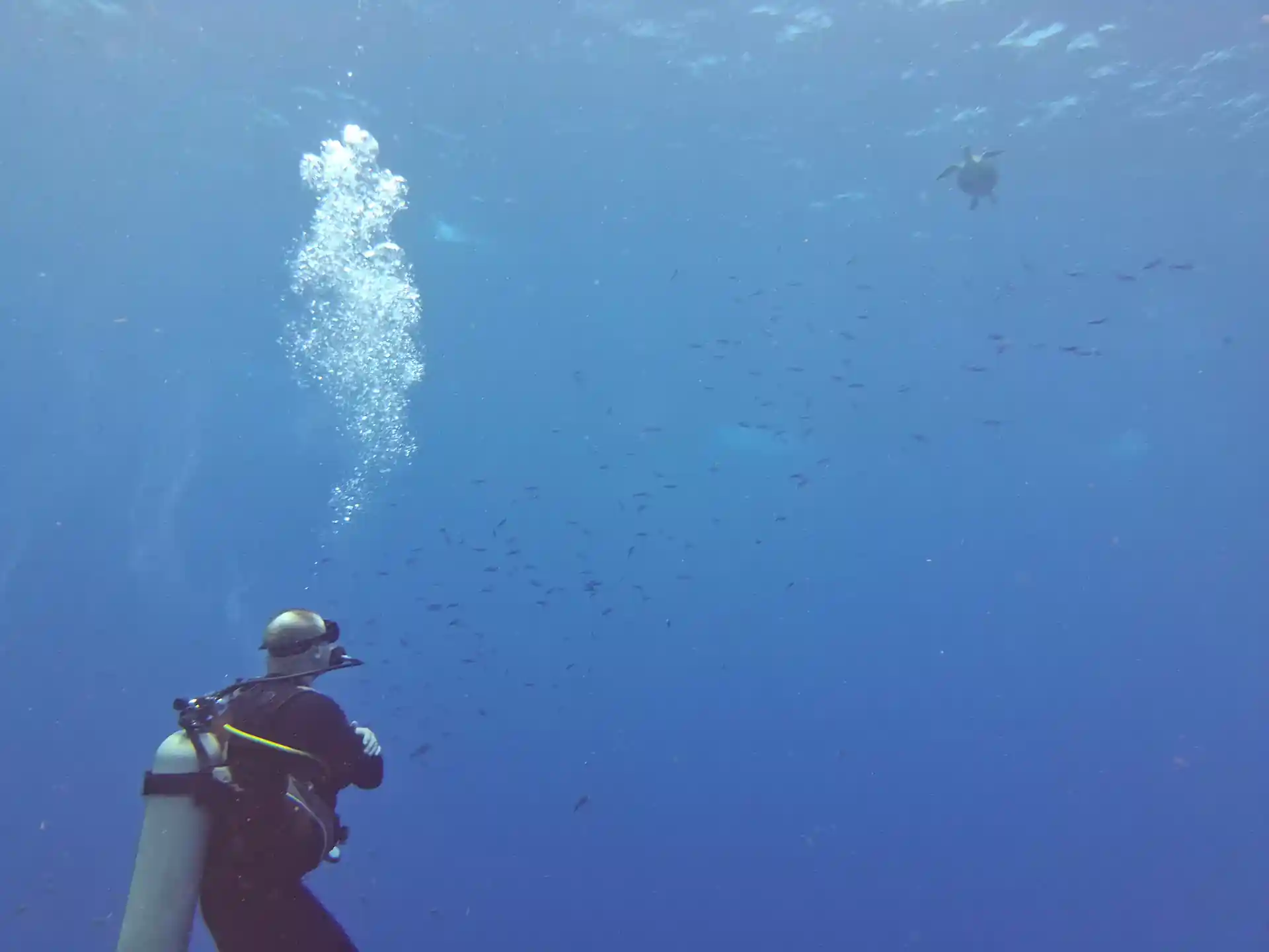 Haven’t dived in a while? Join PADI ReActivate on Bonaire with Scuba Elite. Personal coaching and max 4 divers per instructor guaranteed.