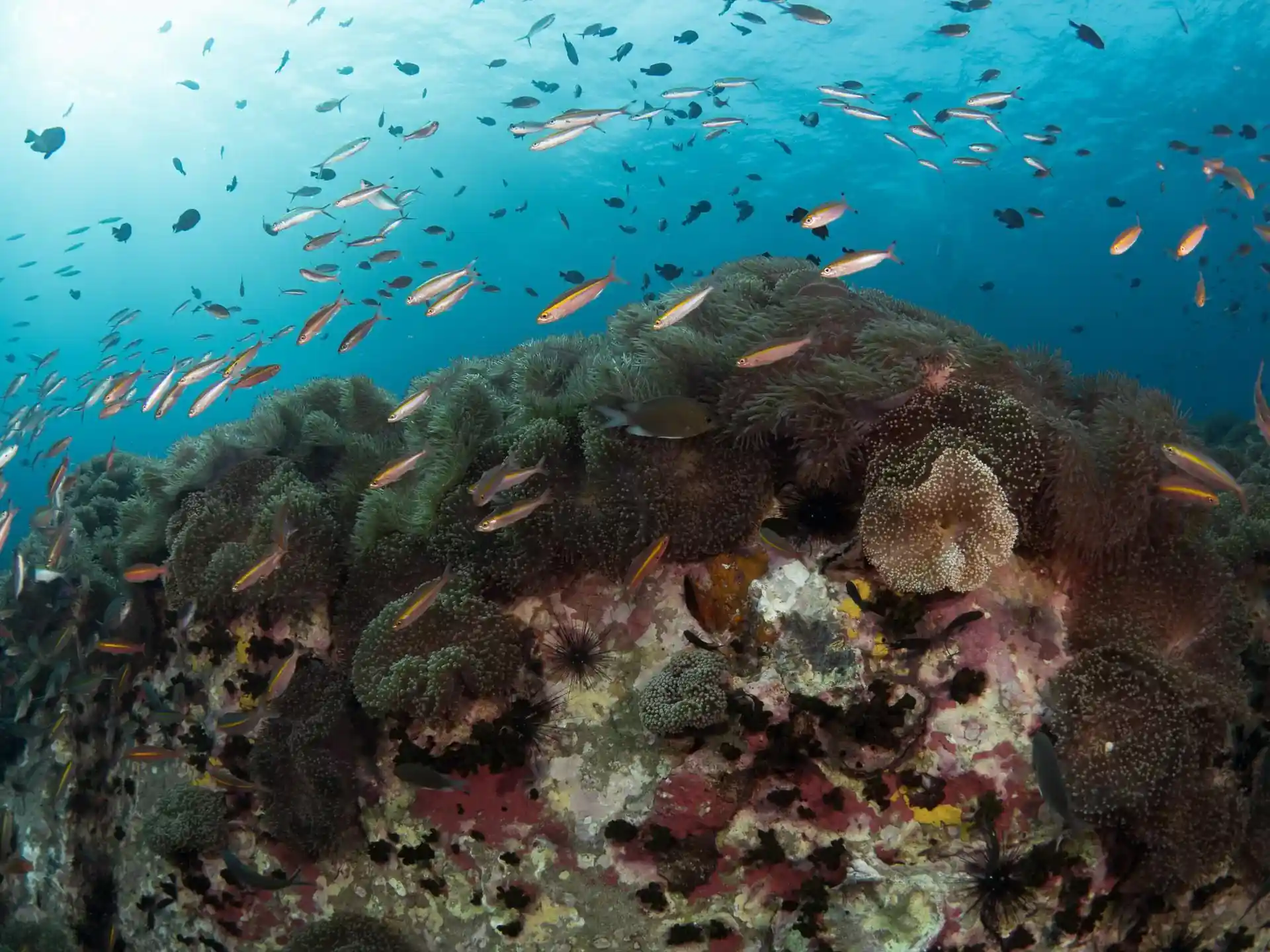 ダイビングサイトの写真