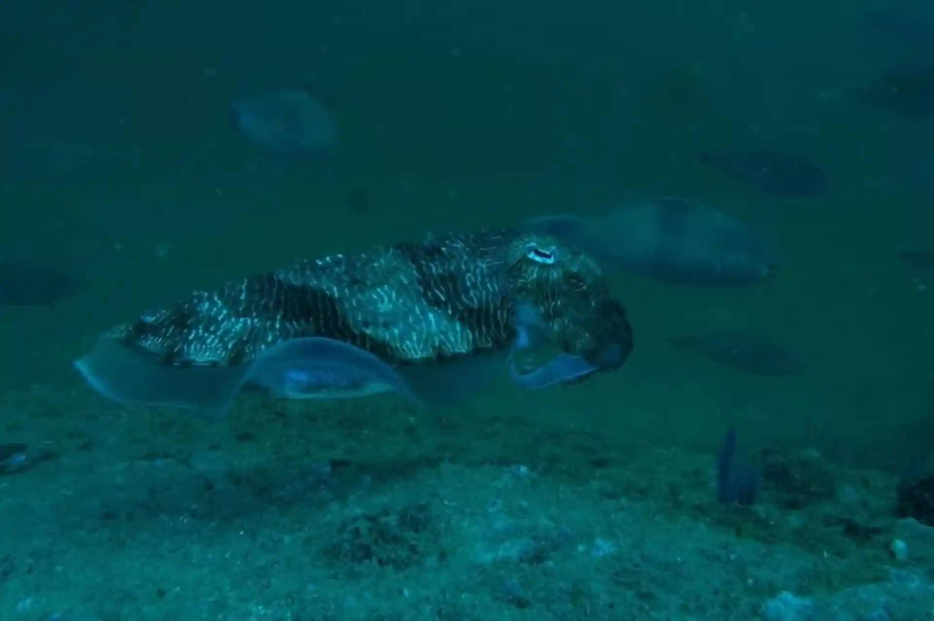 Dive site photo