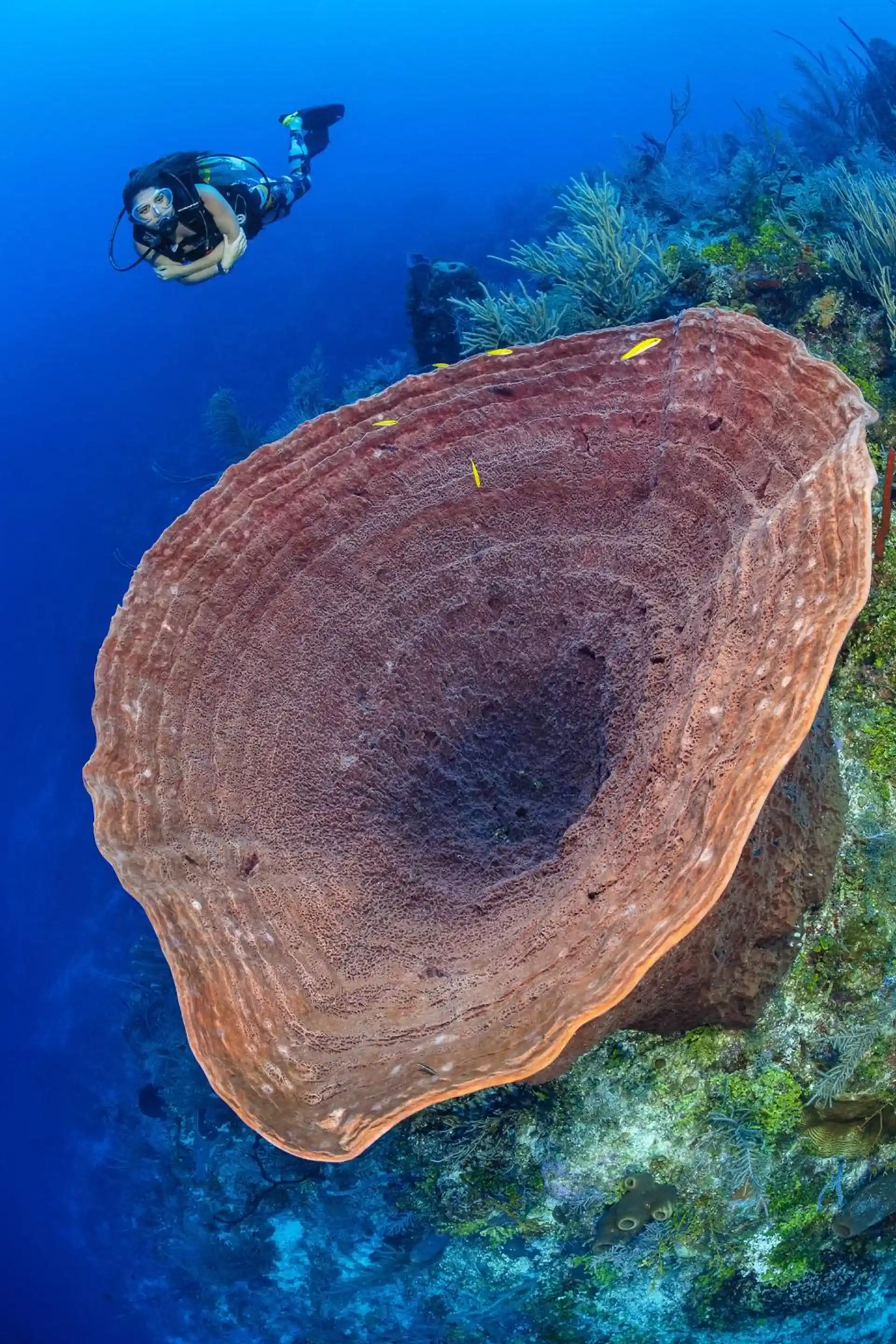 Dive site photo