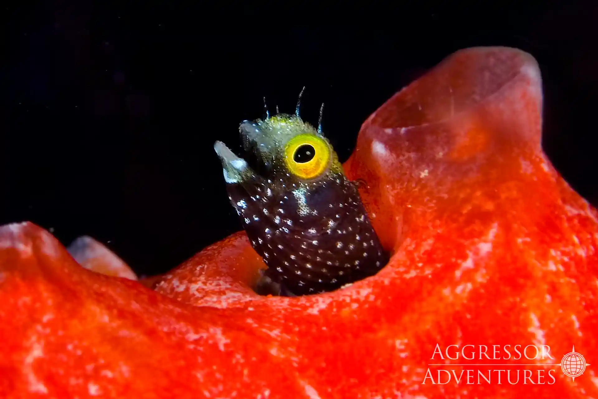 Dive shop photo