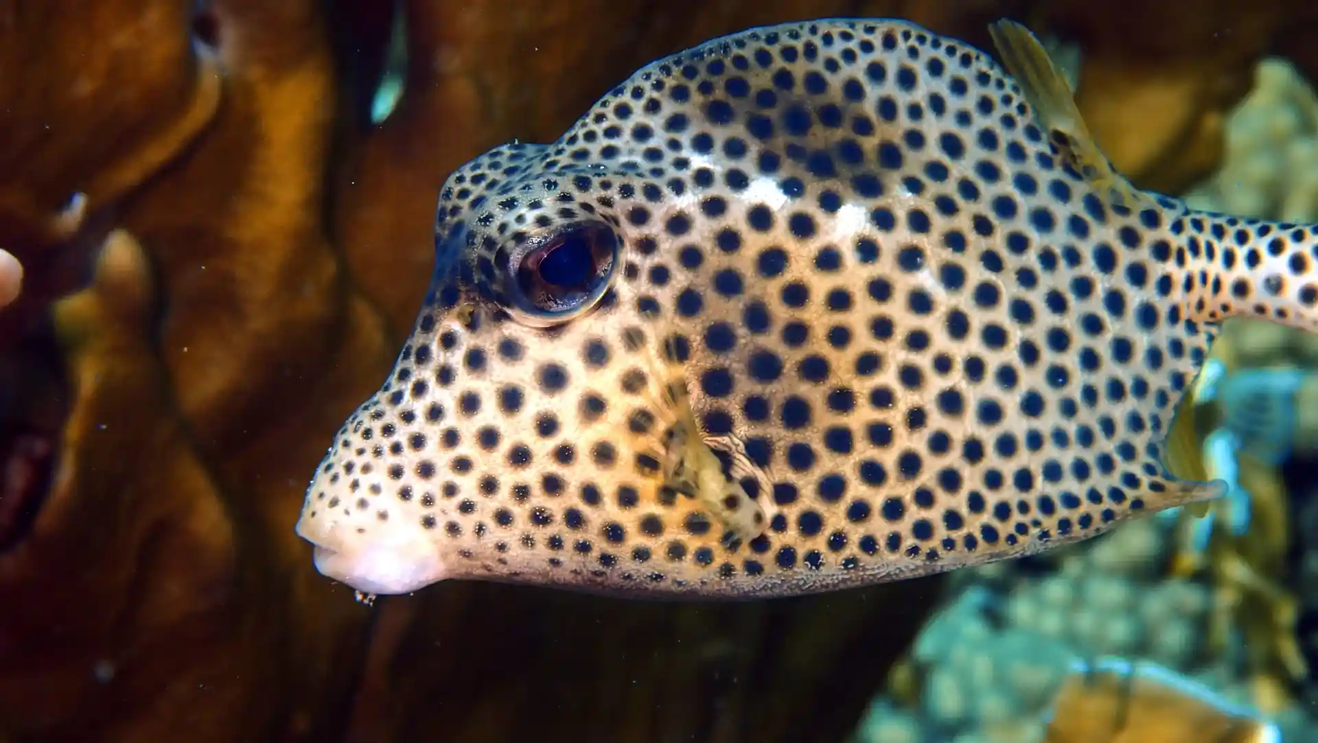 ダイビングサイトの写真