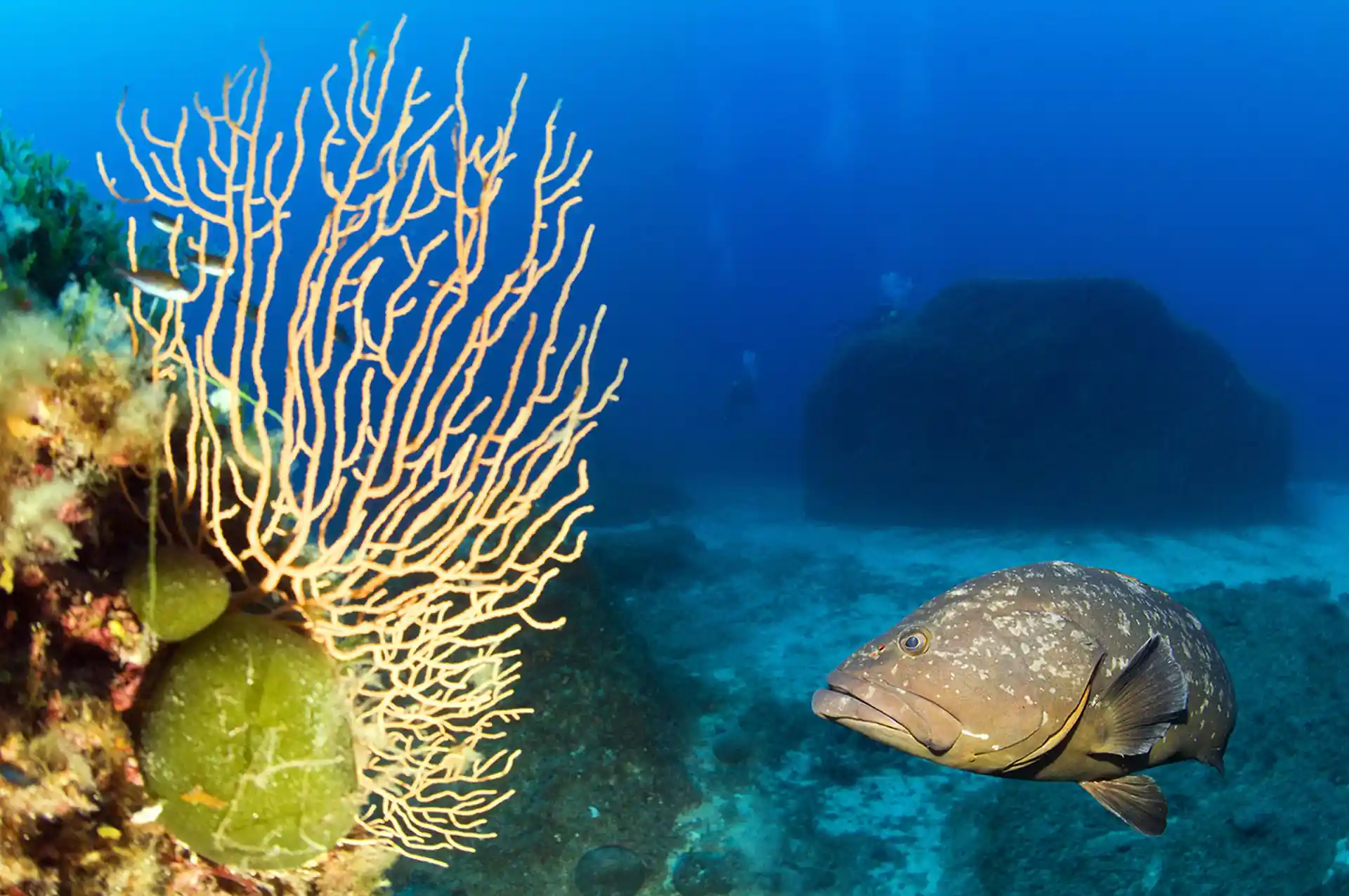 다이빙 포인트 사진