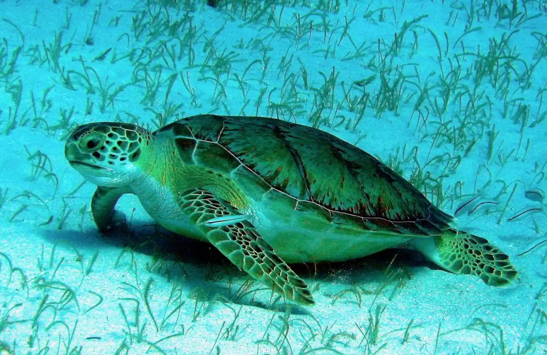 Dive shop photo