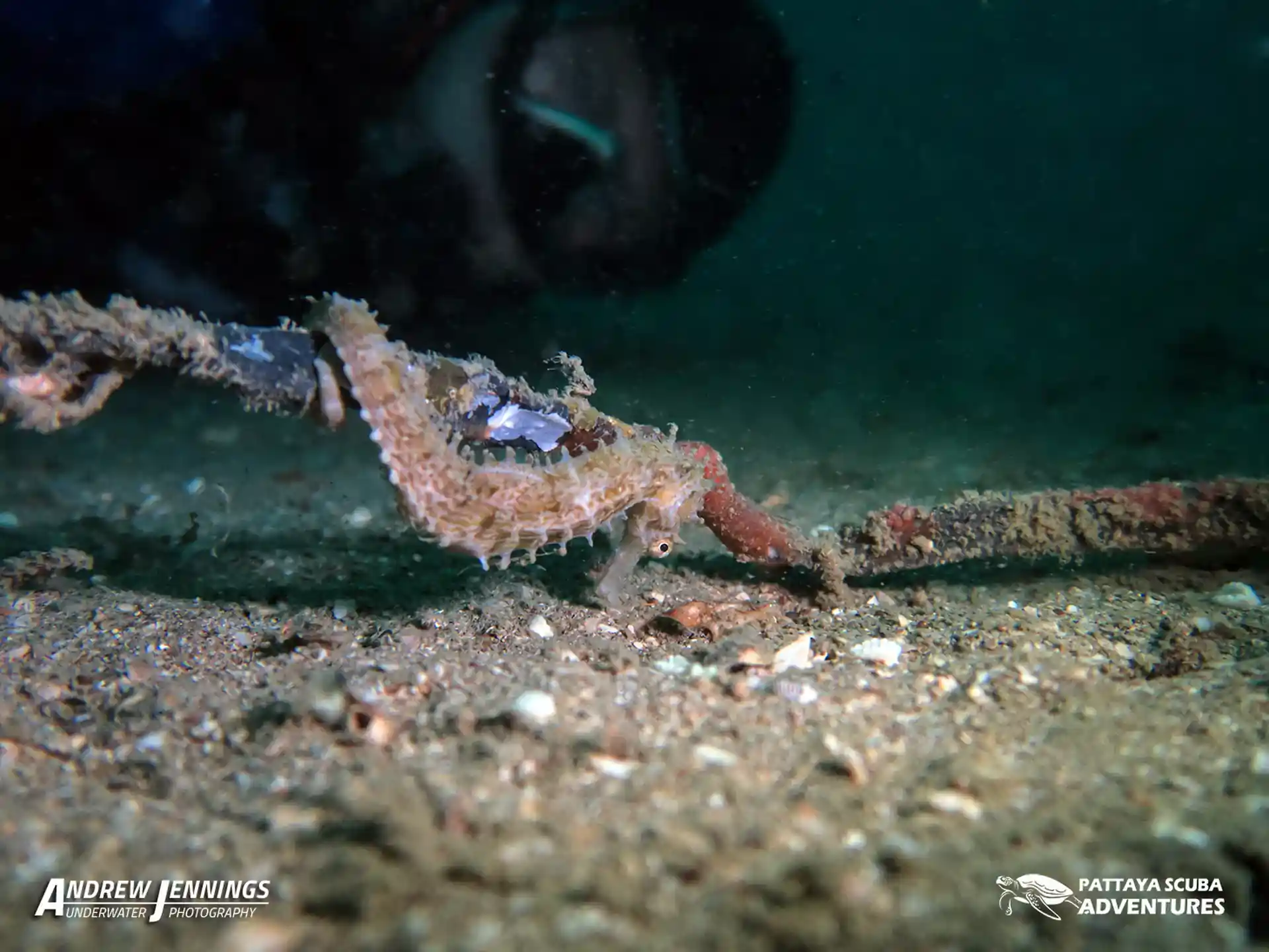 ダイビングサイトの写真