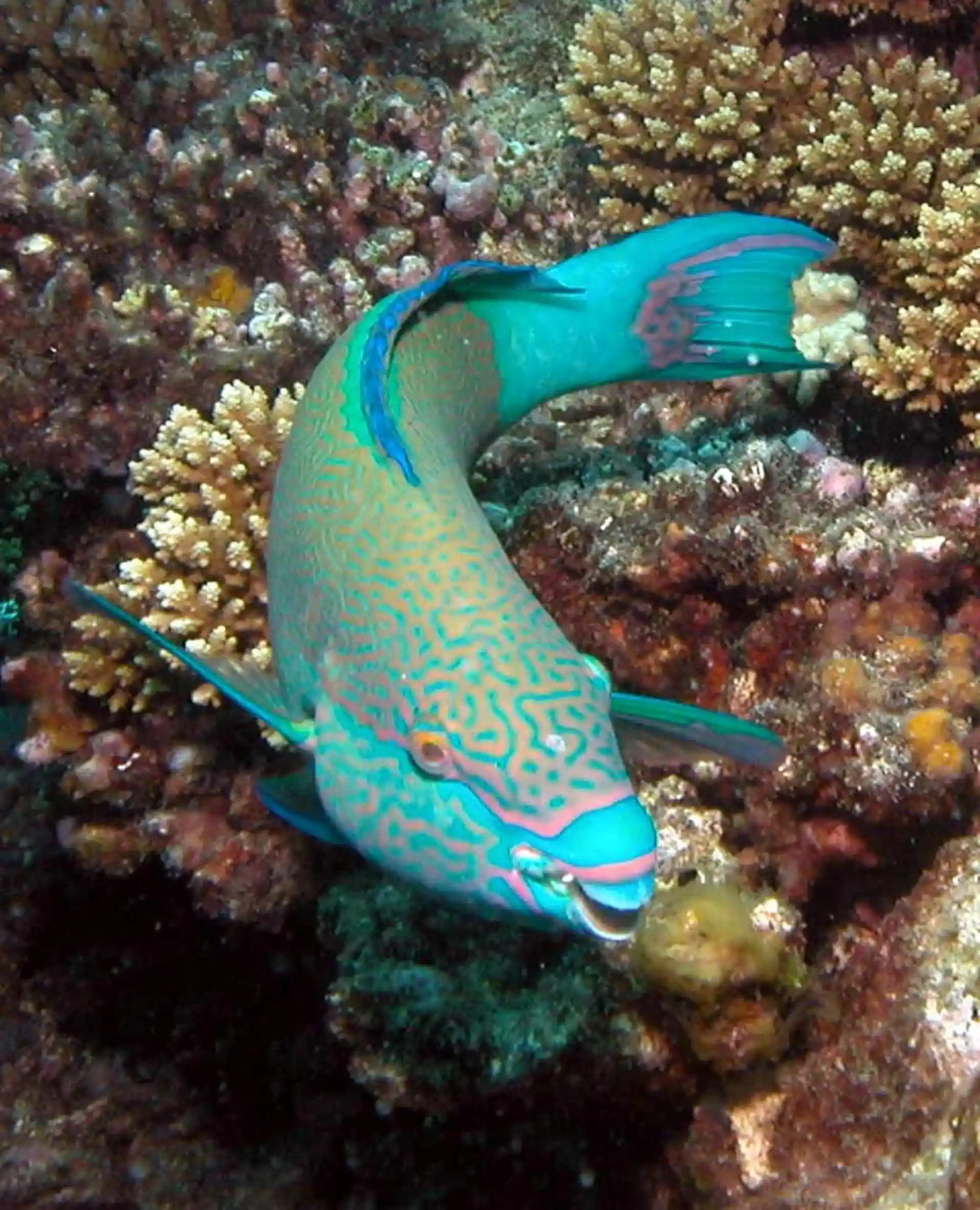 Dive site photo
