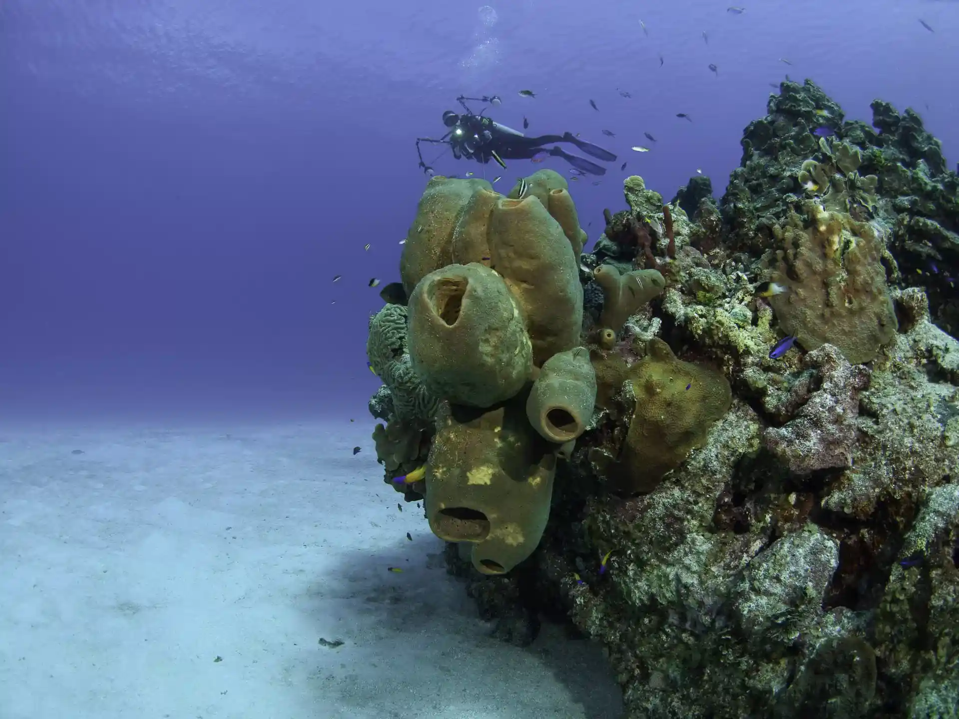 Photo du site de plongée