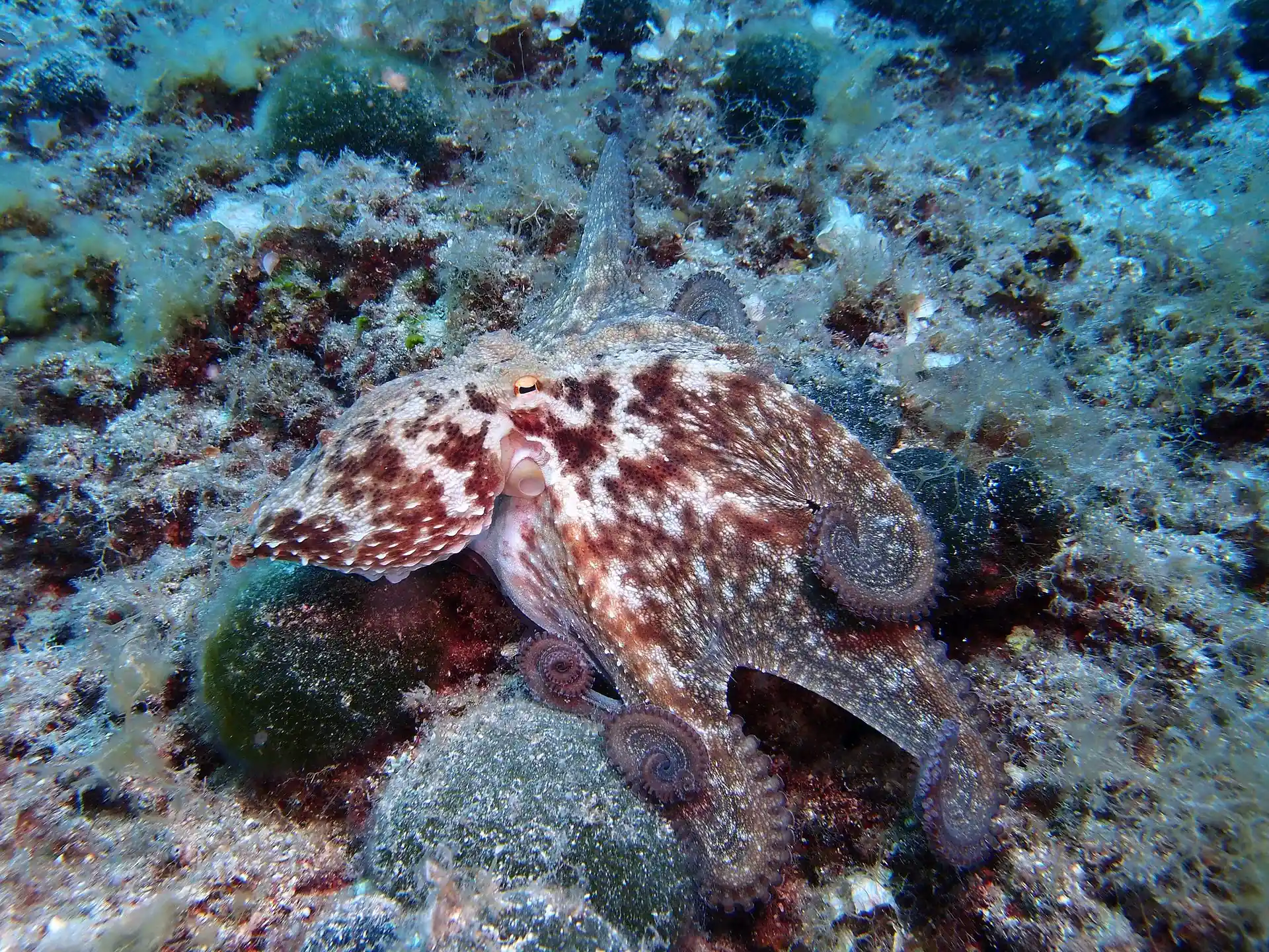 ダイビングサイトの写真