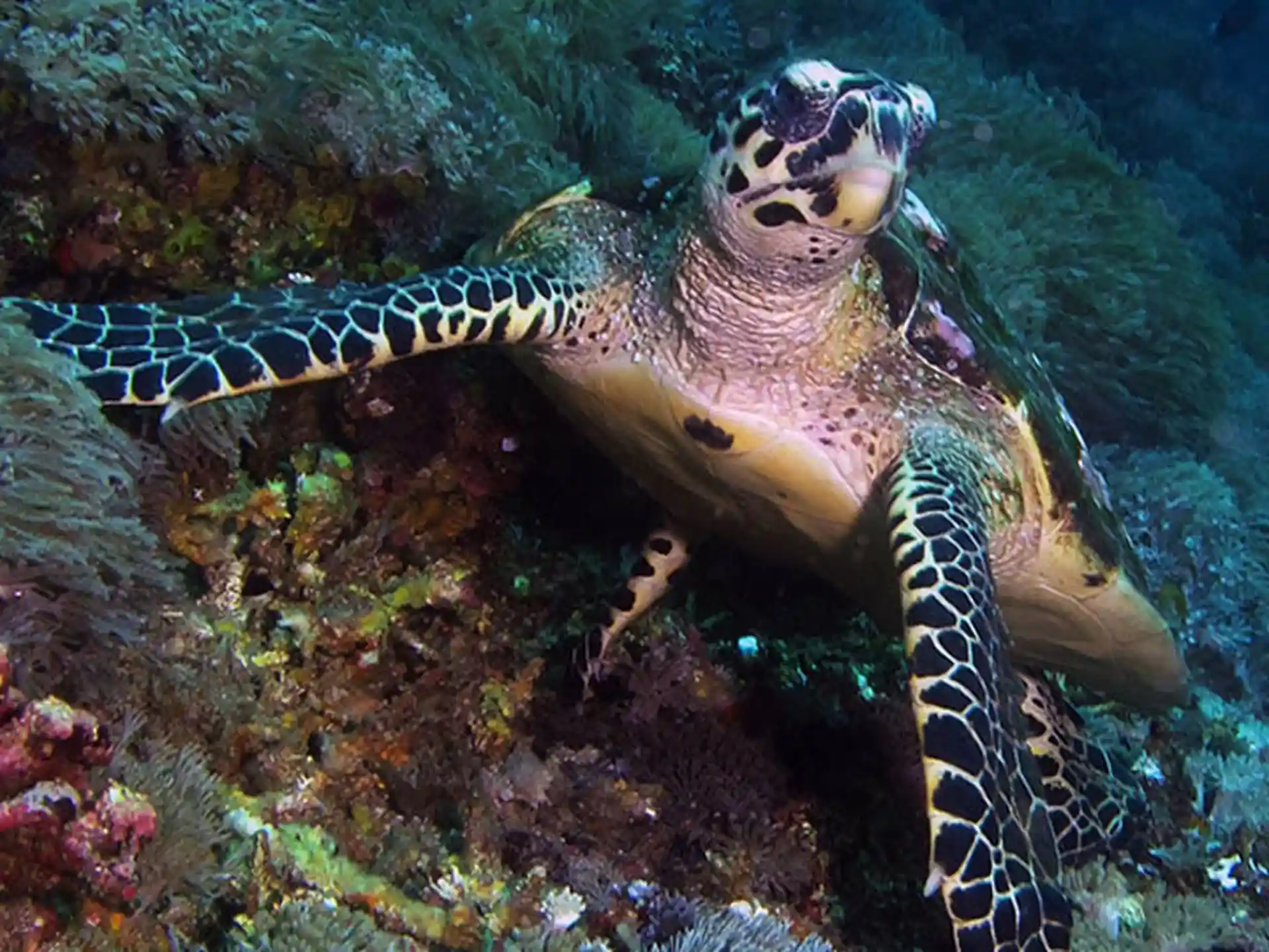 Dive shop photo