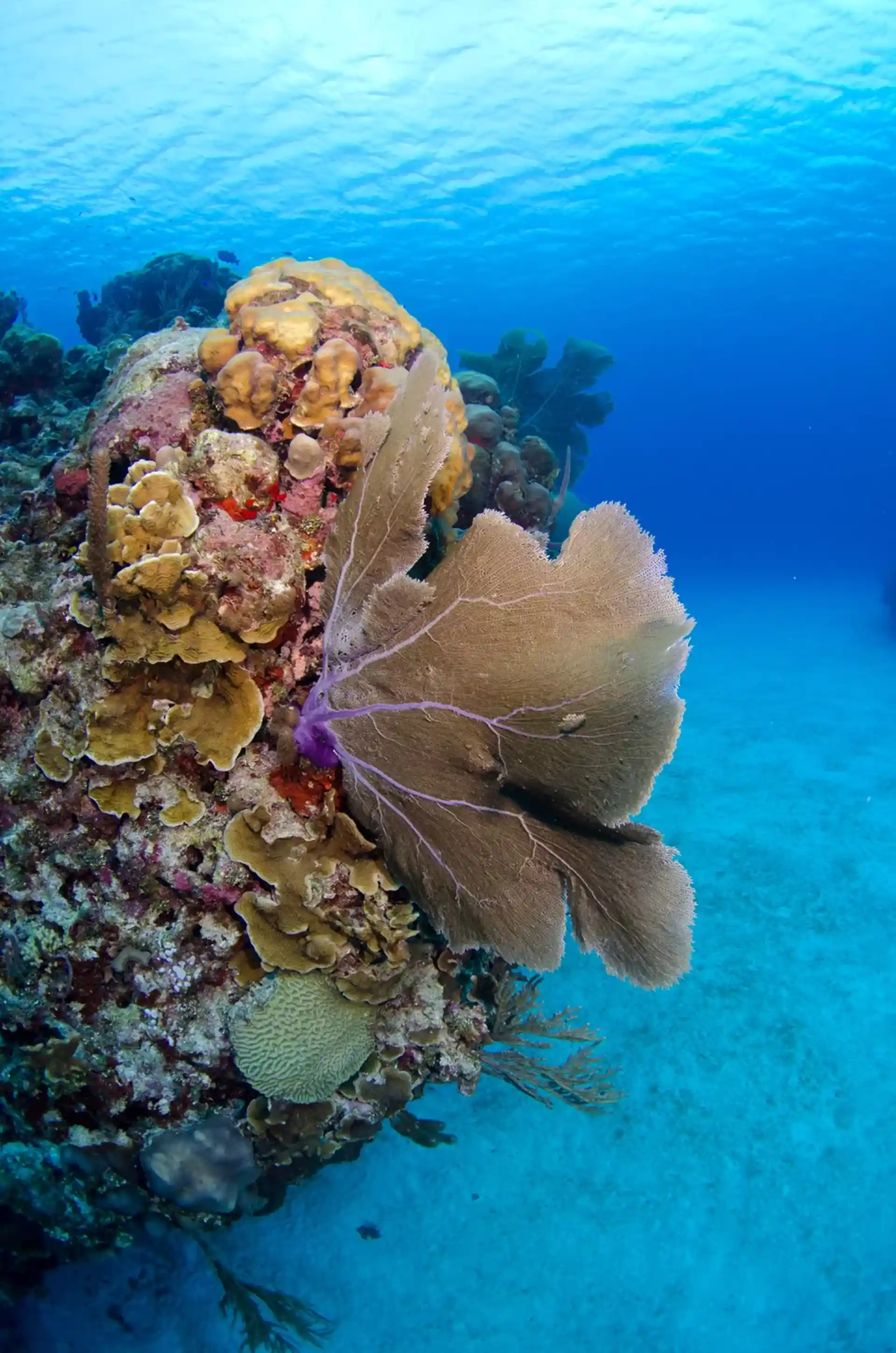 Dive site photo