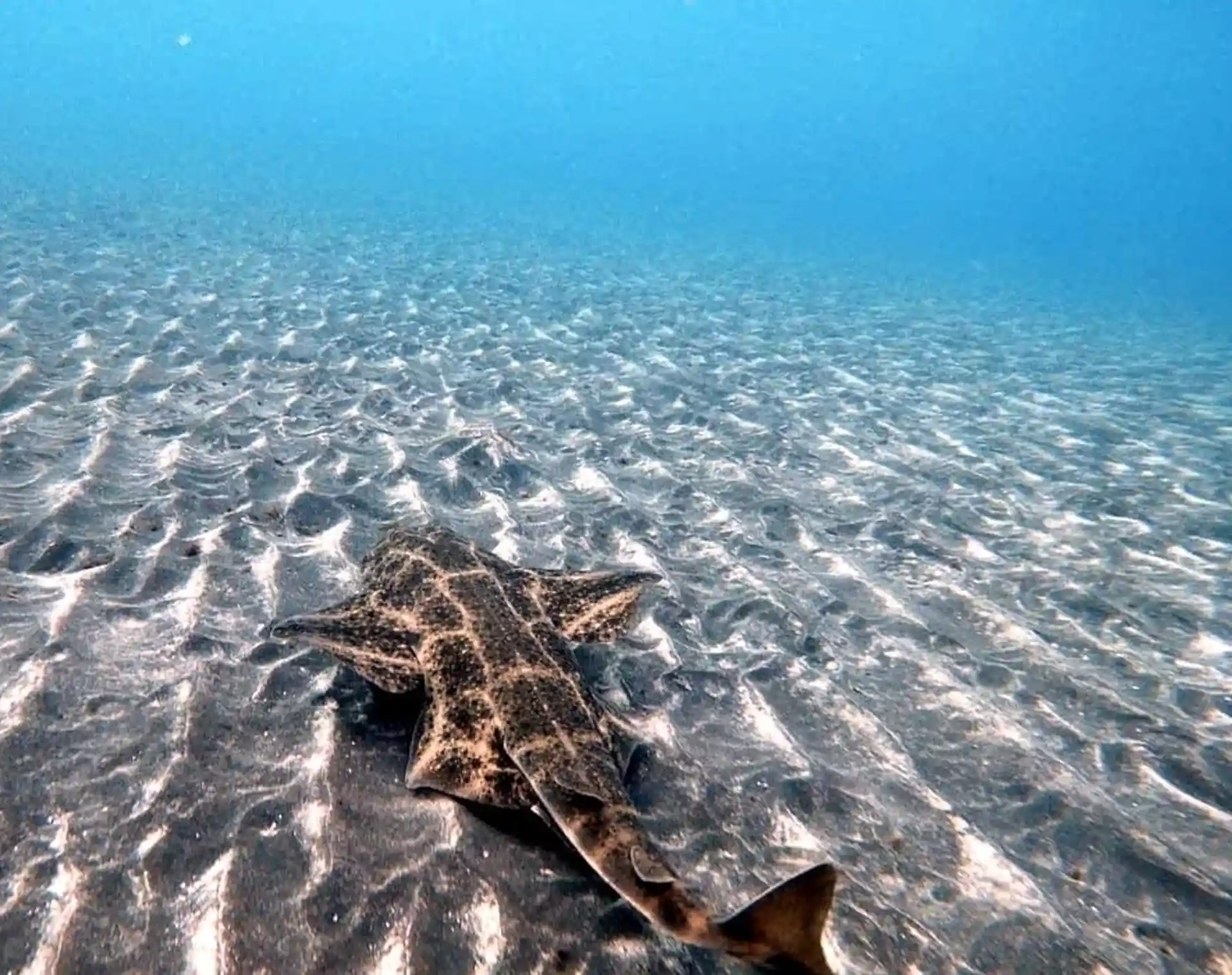 Le requin ange, en danger critique d'extinction. Communément vu dans nos eaux.