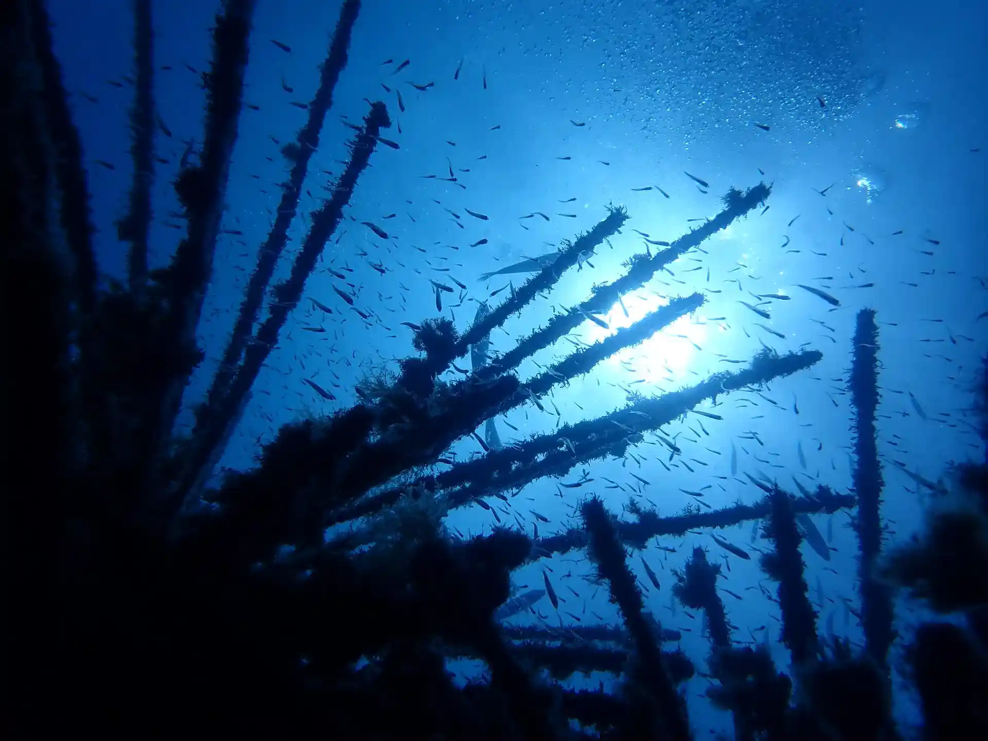 Dive site photo