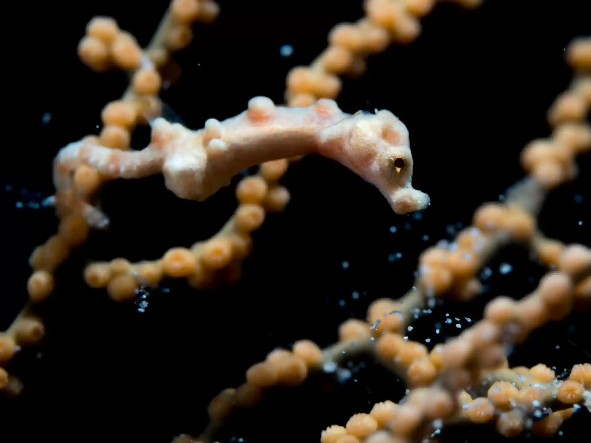 Dive site photo