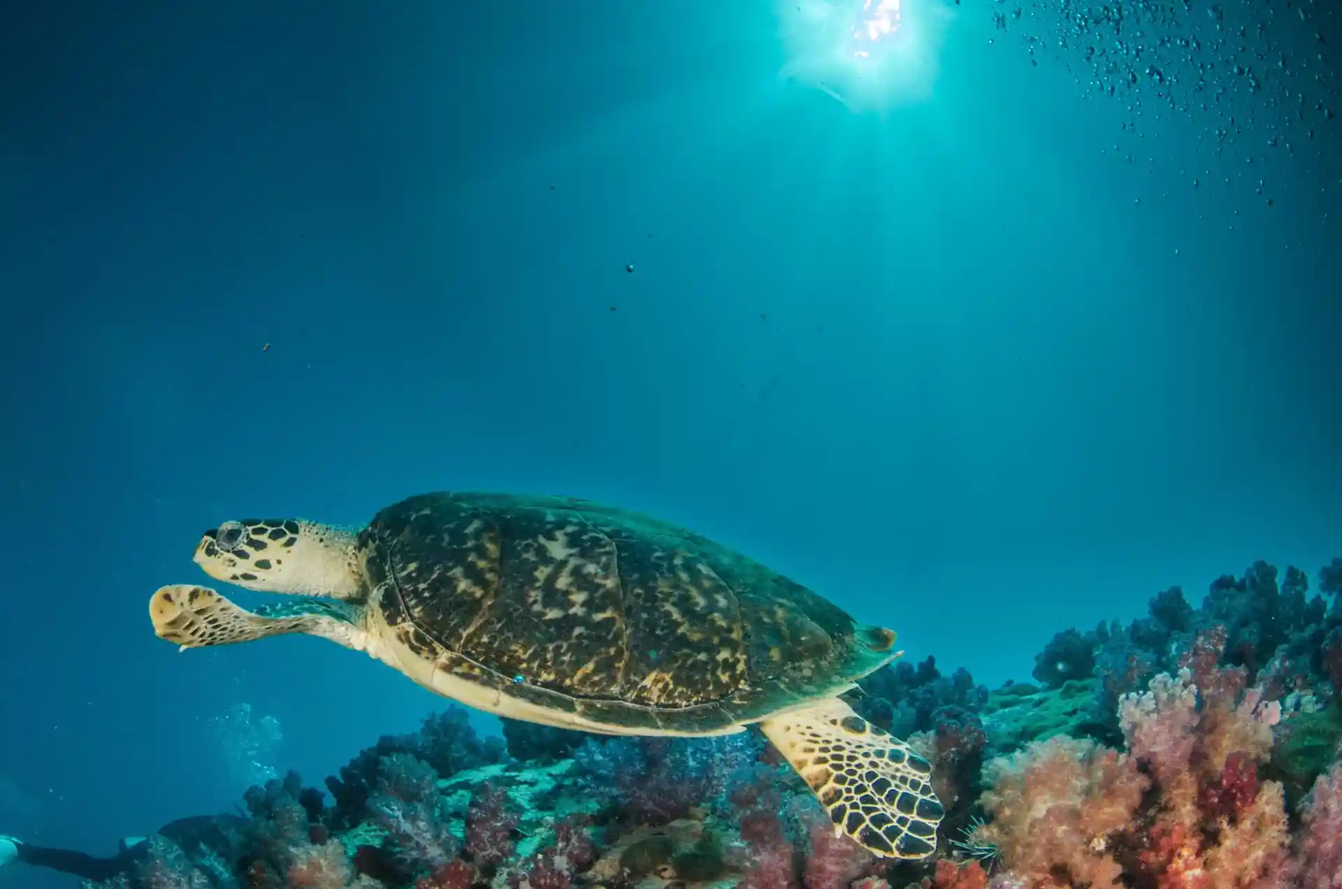Dive shop photo
