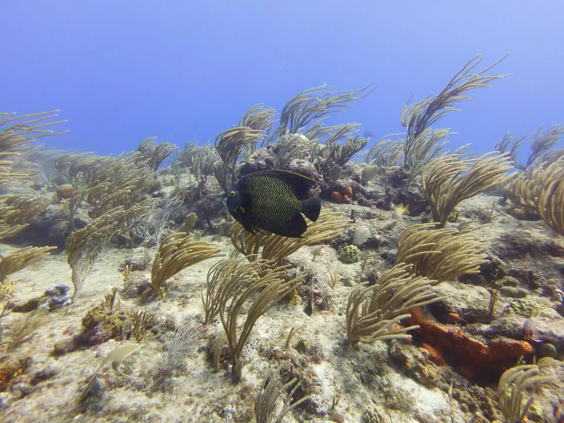 Dive site photo
